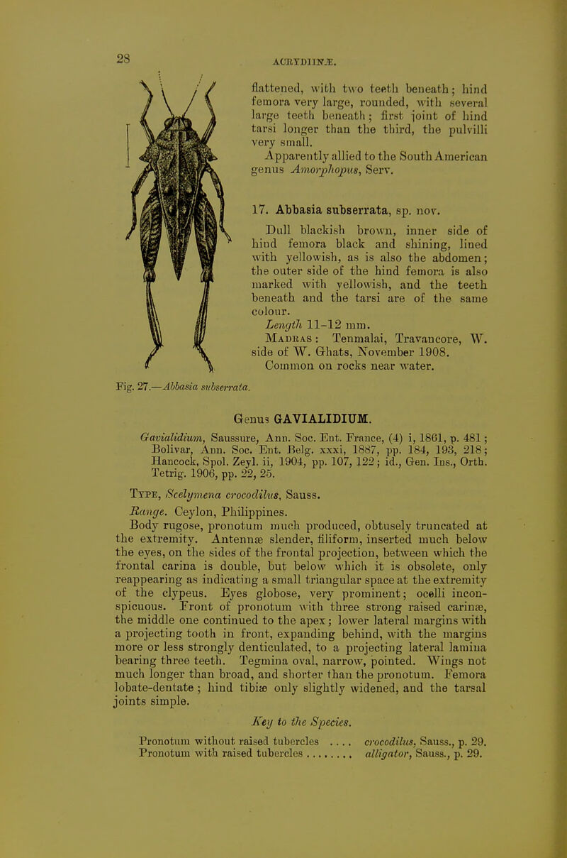 flattened, with two teeth beneath; hind femora very hirge, rounded, with several large teeth beneath ; first joint of hind tarsi longer than the third, the pulvilli very small. Apparently allied to the South American genus Amor^liopus, Serv, 17. Abbasia subserrata, sp. nor. Dull blackish brown, inner side of hind femora black and shining, lined with yellowish, as is also the abdomen; the outer side of the hind femora is also marked with yellowish, and the teeth beneath and the tarsi are of the same colour. Lengtli 11-12 mm. Madras : Tenmalai, Travancore, W. side of W. Ghats, November 1908. Common on rocks near water. Fig. 27.—Abbasia svbserraia. Genu? GAVIALIDIUM. Gavialidium, Saussure, Ann. See. Ent. France, (4) i, 1861, p. 481; Bolivar, Ann. Sec. Ent. Belg. xxxi, 1887, pp. 184, 193, 218; Hancock, Spol. Zeyl. ii, 1904, pp. 107, 122; id., Gen. Ins., Orth. Tetrig. 1906, pp. 22, 25. Type, Scelymena crocodilus, Sauss. Range. Ceylon, Philippines. Body rugose, pronotum much produced, obtusely truncated at the extremity. Antennae slender, filiform, inserted much below the eyes, on the sides of the frontal projection, between which the frontal carina is double, but below which it is obsolete, only reappearing as indicating a small triangular space at the extremity of the clypeus. Eyes globose, very prominent; ocelli incon- spicuous. Front of pronotum with three strong raised carinte, the middle one continued to the apex; lower lateral margins with a projecting tooth in front, expanding behind, with the margins more or less strongly denticulated, to a projecting lateral lamina bearing three teeth. Tegmina oval, narrow, pointed. Wings not much longer than broad, and shorter than the pronotum. i'eniora lobate-dentate ; hind tibije only slightly widened, and the tarsal joints simple. Key to the Species. Pronotum without raised tubercles .... crocodilus, Sauss., p. 29. Pronotum with raised tubercles alligator, Sauss., p. 29.
