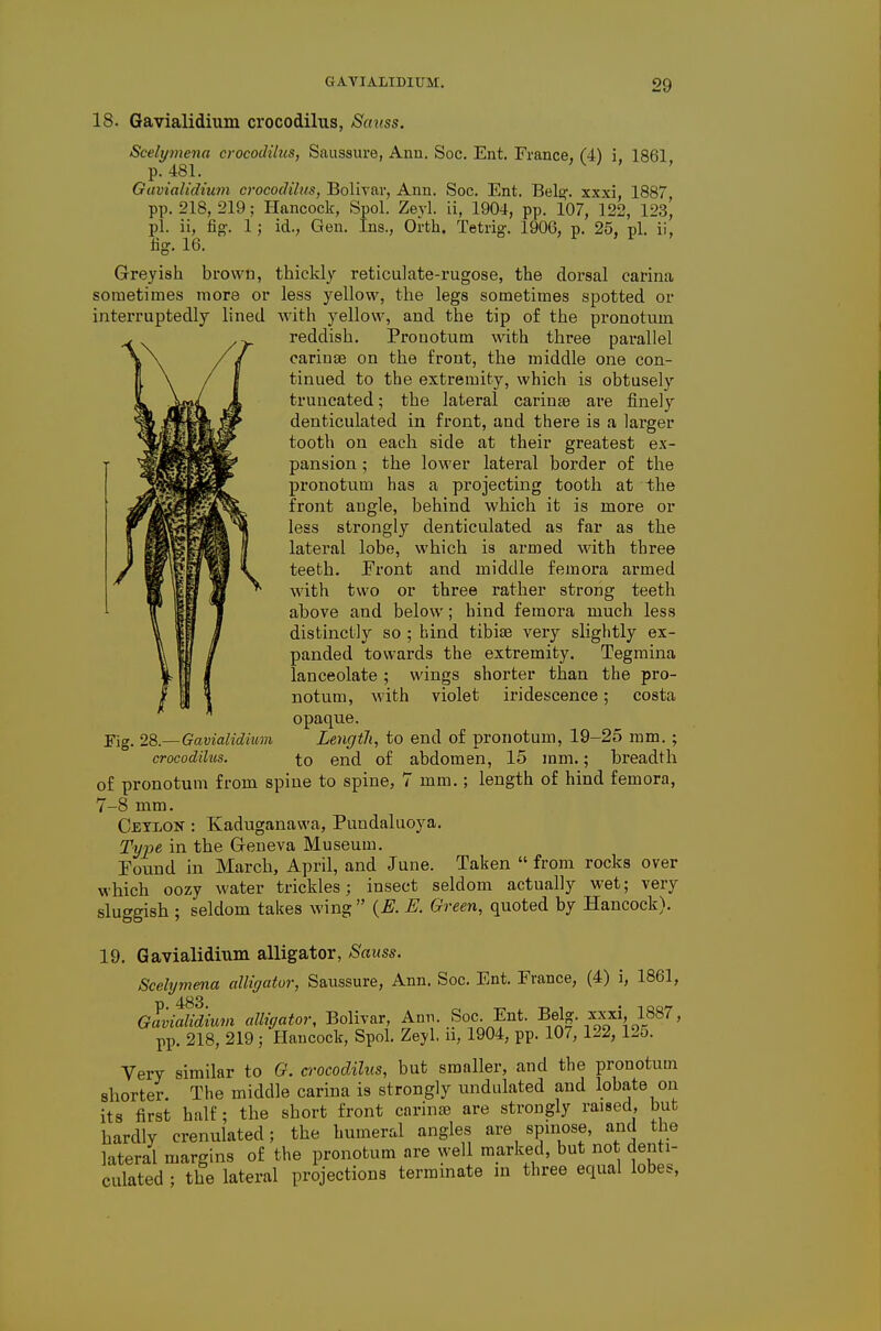 18. Qavialidium crocodilus, Sanss. Scelymena crocodilus, Saussure, Ann. Soc. Ent. France, C4) i 1861 p. 481. >K J , y Giivialidium crocodilus, Bolivar, Ann. Soc. Ent. Belo-. xxxi, 1887 pp. 218, 219; Hancock, Spol. Zeyl. ii, 1904, pp. 107, 122, 123^ pi. ii, fig. 1; id., Gen. Ins., Orth. Tetrig. 1906, p. 25, pi. ii, fig. 16. Greyish brown, thickly reticulate-rugose, the dorsal carina sometimes more or less yellow, the legs sometimes spotted or interruptedly lined Avith yellow, and the tip of the pronotum reddish. Pronotum with three parallel carinae on the front, the middle one con- tinued to the extremity, which is obtusely truncated; the lateral carinEe are finely denticulated in front, and there is a larger tooth on each side at their greatest ex- pansion ; the lower lateral border of the pronotum has a projecting tooth at the front angle, behind which it is more or less strongly denticulated as far as the lateral lobe, which is armed with three teeth. Front and middle femora armed with two or three rather strong teeth above and below; bind femora much less distinctly so ; hind tibiae very slightly ex- panded towards the extremity. Tegmina lanceolate ; wings shorter than the pro- notum, with violet iridescence; costa opaque. LengtJi, to end of pronotum, 19-25 mm. ; to end of abdomen, 15 mm.; breadth of pronotum from spine to spine, 7 mm.; length of hind femora, 7-8 mm. Cjetlon : Kaduganawa, Pundaluoya. Tyj^^ in the Greueva Museum. round in March, April, and June. Taken  from rocks over which oozy water trickles; insect seldom actually wet; very sluggish ; seldom takes wing {E. E. Green, quoted by Hancock). 19. Gavialidium alligator, Bauss. Scelymena alligator, Saussure, Ann. Soc. Ent. France, (4) i, 1861, elvSium alligator. Bolivar, Ann. Soc Ent. Belg. xxxi, 1887, pp. 218, 219 ; Hancock, Spol. Zeyl, li, 1904, pp. 107, 122, 125. Very similar to O. crocodilus, but smaller, and the pronotum shorter. The middle carina is strongly undulated and lobate on its first half; the short front carinte are strongly raised, but hardly crenulated; the humeral angles are spniose, and the lateral margins of the pronotum are well marked, but not denti- culated ; the lateral projections terminate m three equal lobes, Fig. 28.—Gavialidium crocodilus.