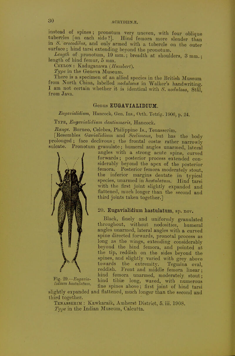 instead of spines ; pronotum very uneven, wibh four oblique tubercles [on each side?]. Hind femora more slender than in S. crocodihs, and only armed with a tubercle on the outer surface ; hind tarsi extending beyond the pronotum. Length of pronotum, 19 mm.; breadth at shoulders, 3 mm.; length of bind femur, 5 mm. Cjsylon : Kaduganavva {Humbert). Type in the Greneva Museum. There is a specimen of an allied species in the British Museum from North China, labelled nodidosus in AValker's handwriting. I am not certain whether it is identical with >S'. nodulom, Stal, from Java. Genus EUGAVIALIDIUM. Euyavialidmm, Hancock, Gen. Ins., Orth. Tetrig. 3906, p. 24. Type, Eugavudidium dentiumeris, Hancock. Range. Borneo, Celebes, Philippine Is., Tenasserim. [Resembles Gavialidium and Seelimena, but has the body prolonged; face declivous; the frontal costse rather narrowly sulcate. Pronotum granulate; humeral aT.gles unarmed, lateral angles with a strong acute spine, curved forwards ; posterior process extended con- siderably beyond the apex of the posterior femora. Posterior femora moderately stout, the inferior margins dentate in typical species, unarmed in hastulatum. Hind tarsi with the first joint slightly expanded and flattened, much longer than the second and third joints taken together.] 20. Eugavialidium hastulatum, sp. nov. Black, finely and uniformly granulated throughout, without nodosities, humeral angles unarmed, lateral angles with a curved spine directed forwards, pronotal process as long as the wings, extending considerably beyond the hind femora, and pointed at the tip, reddish on the sides beyond the spines, and slightly varied with grey above towards the extremity. Tegmina oval, reddish. Pront and middle femora linear; hind femora unarmed, moderately stout; f^ '^'^ rr^'- rT'^''' fine spines above; first joint of bind tarsi slightly expanded and flattened, much longer than the second and third together. Tenasserim : Kawkaraik, Amherst District, 6. iii. 1908. I'l/^^e in the Indian Museum, Calcutta.