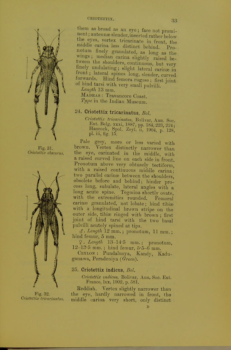 CKIOTEXTIX, 33 Fig. 31. Criotettix obscimis. Fig. 32. Criotettix tricarinatus. tbem as broad as an eye; face not promi- nent ; antennas slender, inserted rather below the eyes, vertex tricarinate in front, the middle carina less distinct behind. Pro- notum finely granulated, as long as the wings ; median carina slightly raised be- tween the shonlders, continuous, but very fmely undulating; slight lateral carina in tront; lateral spines long, slender, curved torwards. Hind femora rugose ; first joint ot hmd tarsi with very small pulvilli. Length 13 mm. Mamas : Travancore Coast. Type in the Indian Museum. 24. Criotettix tricarinatus, Bol. Criotettix tricarinatus, Bolivar, Ann. Soc. Ent. Belg. xxxi, 1887, pp. 184, 223, 221: Hancock, Spol. Zeyl. ii, 1904, p. 128 pi. iii, fig. 15. ^ Pale grey, more or less varied with brown. Vertex distinctly narrower thaa the _ eye, carinated in the middle, with a raised curved line on each side in front. Pronotum _ above very obtusely tectiform^ with a raised continuous middle carina; tAvo parallel carinte between the shoulders, obsolete before and behind; hinder pro- cess long, subulate, lateral angles with a long acute spine. Tegmina shortly ovate, with the extremities rounded. Femoral carinte granulated, not lobate; hind tibise with a longitudinal brown stripe on the outer side, tibiae ringed with brown ; first joint of hind tarsi with the two basal pulvilli acutely spined at tips. d. Length 12 mm.; prouotum, 11 mm.; hind femur, 5 mm. $ . Length 13-14-5 mm.; pronotum, 12-13-5 mm.; hind femur, 5-5-6 mm. Ceylon : Pundaluoya, Kandy, Kadu- ganawa, Peradeniya {Green), 25. Criotettix indicus, Bol, Criotettix indicus, Bolivar, Ann. Soc. Ent, France, Ixx, 1902, p. 581. Eeddish. Vertex slightly narrower than the eye, hardly narrowed in front, the middle cjarina very short, only distinct