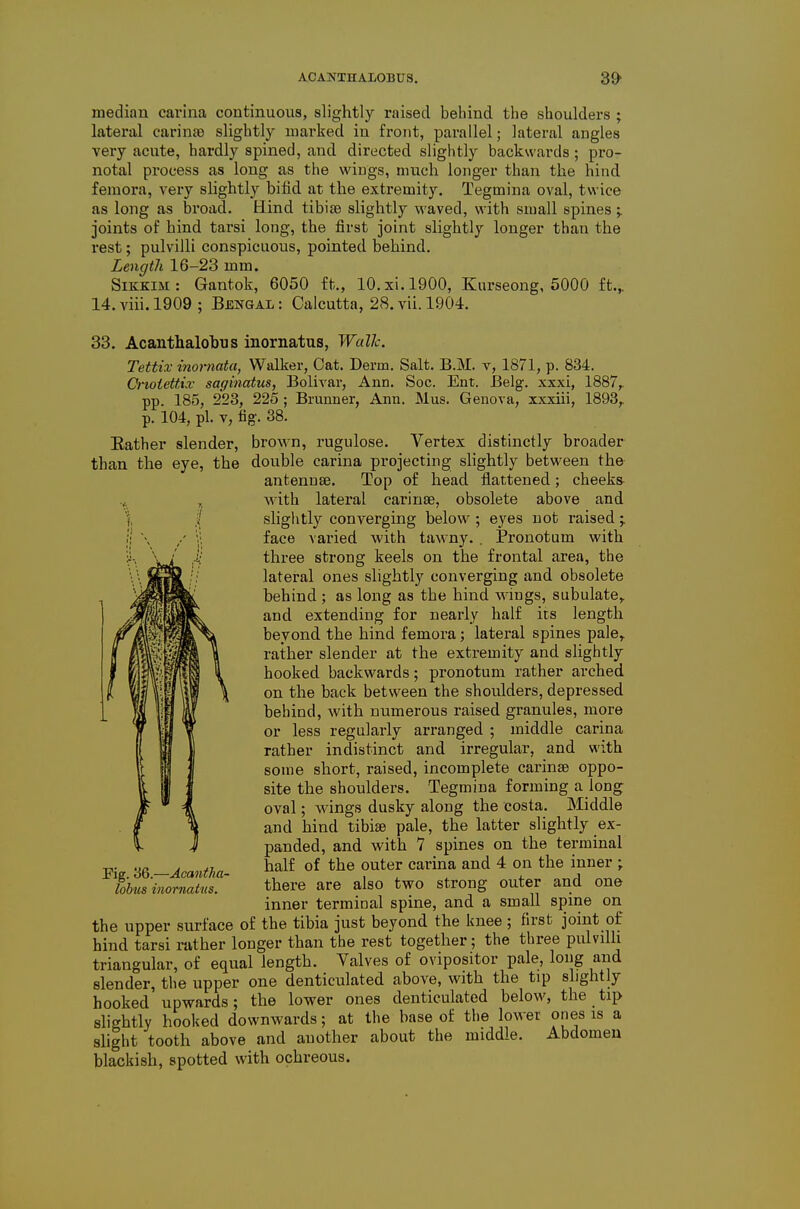 ACANTHALOBUa. 39- median carina continuous, slightly raised behind the shoulders ; lateral carina) slightly marked in front, parallel; lateral angles very acute, hardly spined, and directed slightly backwards; pro- notal process as long as the wiugs, much longer than the hind femora, very shghtly bifid at the extremity. Tegmina oval, twice as long as broad. Hind tibia) slightly waved, with small spines;. joints of hind tarsi long, the first joint slightly longer than the rest; pulvilli conspicuous, pointed behind. Length 16-23 mm. Sikkim: Gantok, 6050 ft., 10. xi. 1900, Kurseong, 5000 ft.,. 14. viii. 1909 ; Bengal : Calcutta, 28. vii. 1904. 33. Acanthalobus inornatus, WalTc. Tettix inornata, Walker, Oat. Derm. Salt. B.M. v, 1871, p. 834. Cnotettix saginatus, Bolivar, Ann. Soc. Ent. Belg. xxxi, 1887,. pp. 185, 223, 225 ; Bruuner, Ann. Mus. Geneva, xxxiii, 1893,. p. 104, pi. V, fig. 38. Eather slender, brown, rugulose. Vertex distinctly broader than the eye, the double carina projecting slightly between the antenuse. Top of head flattened; cheeks- -^ with lateral carinse, obsolete above and \ I sligiitly converging below ; eyes not raised ;, \ face varied with tawny. . Pronotum with three strong keels on the frontal area, the lateral ones slightly converging and obsolete behind ; as long as the hind wiugs, subulate,, and extending for nearly half its length beyond the hind femora; lateral spines pale,, rather slender at the extremity and slightly hooked backwards; pronotum rather arched on the back between the shoulders, depressed behind, with numerous raised granules, more or less regularly arranged ; middle carina rather indistinct and irregular, and with some short, raised, incomplete carinse oppo- site the shoulders. Tegmina forming a long oval; wings dusky along the costa. Middle and hind tibiffi pale, the latter slightly ex- panded, and with 7 spines on the terminal half of the outer carina and 4 on the inner ; there are also two strong outer and one inner terminal spine, and a small spine on the upper surface of the tibia just beyond the knee ; first joint of bind tarsi rather longer than the rest together; the three pulvilli triangular, of equal length. Valves of ovipositor pale, long and slender, the upper one denticulated above, with the tip slightly hooked upwards; the lower ones denticulated below, the tip slightly hooked downwards; at the base of the lower ones is a slight tooth above and another about the middle. Abdomen blackish, spotted with ochreous. Fig. 36.—Acantha- lobus inornatus.