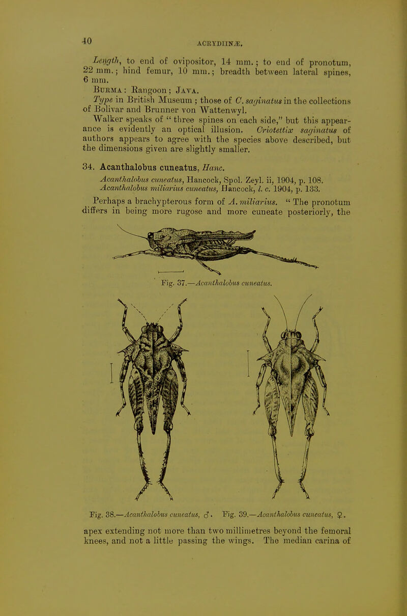 Le)}gt7i, to end of ovipositor, 14 mm.; to end of pronotum, 22mm.; hind femur, 10 mm.; breadth between lateral spines, 6 mm. Burma : Eangoon ; Jata. 'fype in British Museum ; those of C sar/inaiw* in the collections of Bolivar and Brunner von Wattenwyl. Walker speaks of  three spines on each side, but this appear- ance is evidently an optical illusion. Criotettix sacjinatus of authors appears to agree with the species above described, but the dimensions given are slightly smaller. 34. Acanthalobus cuneatus, Hanc. Acanthalobus cuneatus, Hancock, Spol. Zeyl. ii, 1904, p. 108. Acanthalobus miliarius cuneatus, Eancock, /. c. 1904, p. 133. Perhaps a brachypterous form of A. miliarius.  The pronotum differs in being more rugose and more cuneate posteriorly, the Fig. 37.—Acanthalobus cuneatus. Fig. 38.—Acanthalobus cuneatus, c? • Fig. 39.—Acanthalobus cuneatus, $. apex extending not more than two millimetres beyond the femoral knees, and not a little passing the wings. The median carina of