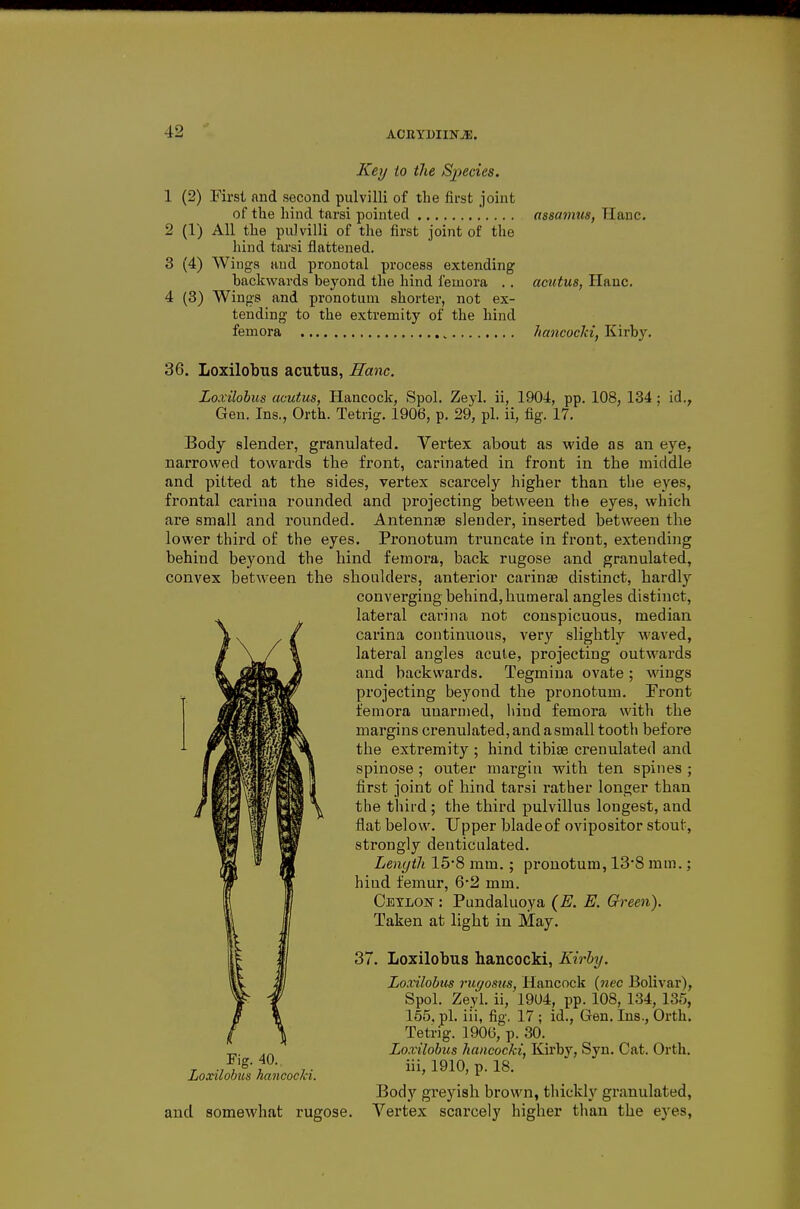 Kerj to the Species. 1 (2) First and second pulvilli of the first joint of the hind tarsi pointed assamtis, Hanc. 2 (1) All the pulvilli of the first joint of the hind tarsi flattened. 3 (4) Wings and pronotal process extending backwards beyond the hind femora .. acutus, Hauc. 4 (3) Wings and i)i'onotuni shorter, not ex- tending to the extremity of the hind femora , hancocki, Kirby. 36. Loxilobus acutus, Ham. Loxilobus acutus, Hancock, Spol. Zeyl. ii, 1904, pp. 108, 134 ; id., Gen. Ins., Orth. Tetrig. 1906, p. 29, pi. ii, %. 17. Body slender, granulated. Vertex about as wide as an eye, narrowed towards the front, carinated in front in the middle and pitted at the sides, vertex scarcely higher than the eyes, frontal carina rounded and projecting between tlie eyes, which are small and rounded. Antennae slender, inserted between the lower third of the eyes. Pronotum truncate in front, extending behind beyond the hind femora, back rugose and granulated, convex between the shoulders, anterior carinas distinct, hardly converging behind, humeral angles distinct, lateral carina not conspicuous, median carina continuous, very slightly waved, lateral angles acute, projecting outwards and backwards. Tegmiua ovate; wings projecting beyond the pronotum. Front femora unarmed, hind femora with the margins crenulated, and a small tooth before the extremity ; hind tibiae crenulated and spinose; outer margin with ten spines ; first joint of hind tarsi rather longer than the third; the third pulvillus longest, and flat below. Upper blade of ovipositor stout, strongly denticulated. Length 158 mm. ; pronotum, 13*8 mm.; hind femur, 6*2 mm. Ceylon : Pundaluoya (E. E. Green). Taken at light in May. 37. Loxilobus hancocki, Kirby. Loxilobus ruffosxis, Hancock {nec Bolivar), Spol. Zeyl. ii, 19U4, pp. 108, 134, 135, 165, pi. iii, fig. 17 ; id.. Gen. Ins., Orth. Tetrig. 1900, p. 30. J,. Loxilobus hancocki, Kirby, Syn. Cat. Orth. Loxilobus hancocJci. 1910, p. 18. Body greyish brown, thickly granulated, and somewhat rugose. Vertex scarcely higher than the eyes,