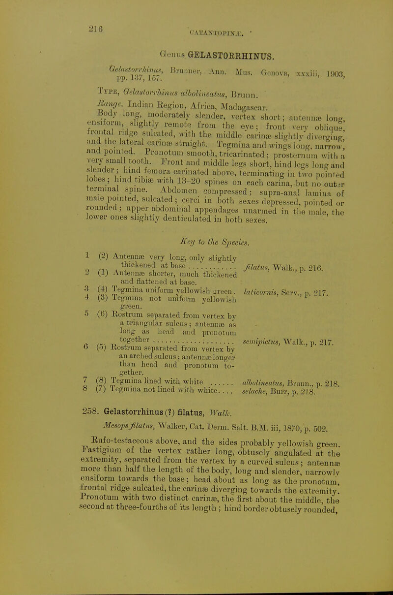 CAXANTOPIiryl!. • Geiiiis GELASTORRHINUS. ^•elaMdm^^^ JJnunier, Ann. Mus. Conova, x.vxiii, ]903 Type, OelastorrUnus alboliiieatus, Bniiin. ie««(/6' Indian Region, Africa, Madagascar. -Body long- moderately slender, vertex short; antennae long, <;ns,tonn, slightly remote from the eye; front very ohli,|ue frontal ridge sulcated, with the middle carina slightly div.M-ing i.nc the lateral carina, straight. Tegmina and wings long, narrow; and point ed. Prouotmn smooth, tricarinated; prosternnm with a very smal tooth. Pront and middle legs short, hind legs long and slender; hind femora carinated ahove, terminating in two poinfed looes; hind tibiae with 13-20 spines on each carina, but no out^r terminal spine. Abdomen compressed; supra-ana! lamina of male pointed, snleated; cerci in both sexes depressed, pointed or rounded; upper abdominal appendages nnarmed in the male, tlie lower ones slightly denticulated in both sexes. Xey to the Sjjecies. 1 (2) Antenna; very long, only slightly , ^J'ckeued at base jUatus, Walk., p. 216. (i; Antenna3 shorter, much thiclcened and flattened at base. '1 ^'egmhia uniform yellowish ureen . laticornis, Serv., p. 217. 4 (d) iegmina not uniform yellowish green. 5 (6) Rostrum separated from vertex by a triangular sulcus ; antennae as long as liead and pronotum P tog^etlier semipictus, Walk., p. 217. 0 (5) Nostrum separated from vertex by an arched sulcus; antennas longer than head and pronotum to- gether. 1 IS J'^S^ ^i'^'^ ^ith white alholineatus, Bnmn., p. 218 « (7) legmma not lined with white st'/«c/te, Eurr, p. 218. 258. Gelastorrhinus (?) fllatus, Walk. Mesopsjilatus, Walker, Cat, Derm. Salt. J3.M. iii, 1870, p. 602. Enfo-testaceous above, and the sides probably yellowish green Fastigium of the vertex rather long, obtusely angulated at the extremity, separated from the vertex by a curved sulcus ; antennje more than half the length of the body, long and slender, narrow! v ensiform towards the base; head about as long as the pronotum, frontal ridge sulcated, the carinae diverging towards the extremity! Pronotum with two distinct carinae, the first about the middle, the second at three-fourths of its length ; hind border obtusely rounded,