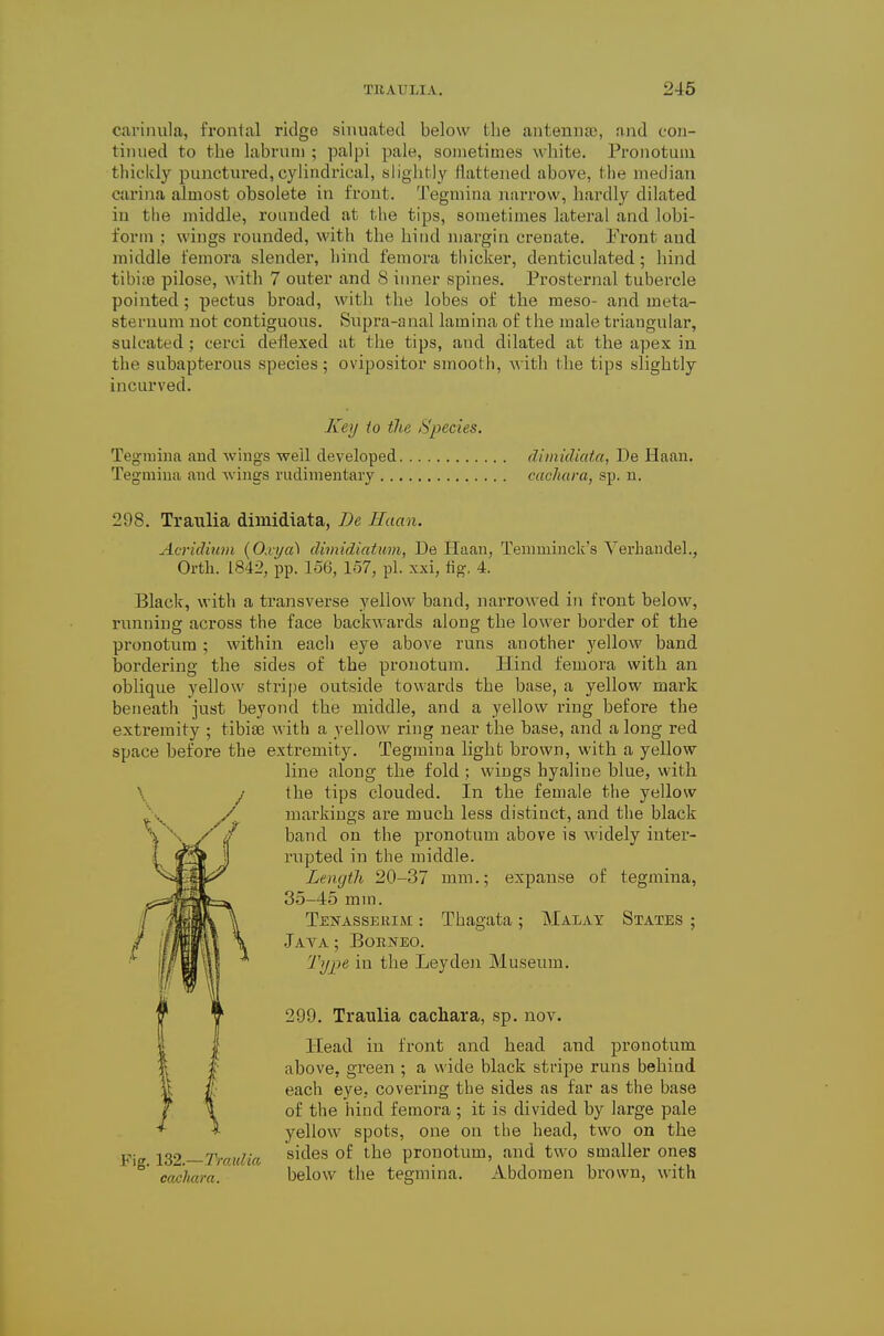 cariiiula, frontal ridge sinuated below tlie antenntB, and cou- tiiuied to t/lie labriini ; palpi pale, sometimes white. Pronotum thickly punctured,cylindrical, slightly flattened above, the median carina almost obsolete in front. Tegniina narrow, hardly dilated in the middle, rounded at the tips, sometimes lateral and lobi- form ; wings rounded, with the hiud juargin crenate. i'ront and middle femora slender, hind femora thicker, denticulated ; hind tibite pilose, w ith 7 outer and 8 inner spines. Prostei'nal tubercle pointed; pectus broad, with the lobes of the meso- and meta- sternum not contiguous. Siipra-anal lamina of the male triangular, suleated; cerci deflexed at the tips, aud dilated at the apex in the subapterous species; ovipositor smooth, with the tips slightly incurved. Key to the Species. Tegmina and wings well developed dimidkda, De Haan. Tegmina and wings rudimentary cachara, sp. n. 298. Traulia dimidiata, De Haan. Acridium {Oxya'\ dimidiatum, De Haan, Temminck's Verhaudel., Orth. 1842, pp. 156, lo7, pi. xxi, fig, 4. Black, with a transverse yellow band, narrowed in front below, rnnniug across the face backwards along the lower border of the pronotum ; within each eye above runs another yellow band bordering the sides of the pronotum. Hind femora with an oblique yellow stripe outside towards the base, a yellow mark beneath just beyond the middle, and a yellow ring before the extremity ; tibiae with a yellow ring near the base, and a long red space befoi'e the extremity. Tegmina light brown, with a yellow line along the fold; wings hyaline blue, with \ y the tips clouded. In the female the yellow markings are much less distinct, and the black band on the pronotum above is widely inter- rupted in the middle. Length 20-37 mm.; expanse of tegmina, 35-45 mm. Tenasseuim : Thagata ; Malay States ; JaYA ; BOBNEO. Type in the Leyden Museum. 299. Traulia cacliara, sp. nov. Head in front and head and pronotum above, green ; a wide black stripe runs behind each eye, covering the sides as far as the base of the hind femora ; it is divided by large pale yellow spots, one on the head, two on the jg.^ yjvjt^m sides of the pronotum, and two smaller ones cachara. below the tegmina. Abdomen brown, with