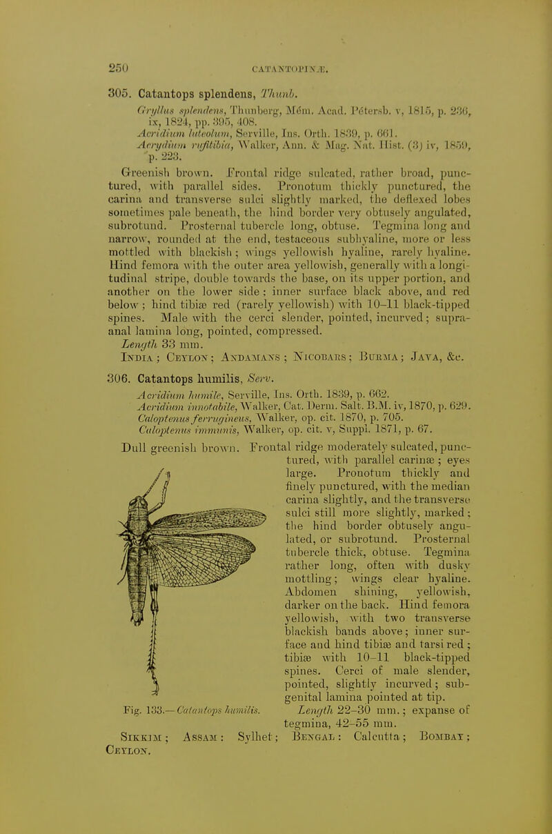 305. Catantops splendens, Thunb. Gryllus splendens, Thunbei'g-, MtSni. Acad. Pc^tersb. v, 1815, p. 230, i'x, 1824, pp. .'{95,408. _ Acridrum hdvoluni, Scii-ville, Iup. Ortli. iHoO, p. 661. Acrydiuyn riiMibia, AN'allcer, Ann. & Mag. Nat. Hist. (3) iv, 1850, p. 22'S. Greenish brown. Prontal ridge sulcated, ratlier broad, punc- tured, with parallel sides. Pronotum tbiclcly ])unctured, the carina and transverse sulci slightly marked, the deflexed lobes soiQetimes pale beneath, the hind border very obtusely angulated, subrotuud. Prosternal tubercle long, obtuse. Tegmina long and narro\\', I'oundetl at the end, testaceous subhyaline, more or less mottled with blackish; wings yellowish hyaline, rarely hyaline. Hind femora with the outer area yellowish, generally with a longi- tudinal stripe, double towards the base, on its upper portion, and another on the lower side ; inner surface black above, and red below ; hind tibise red (rarely yellowish) with 10-11 black-tipped spines. Male with the cerci slender, pointed, incurved; supra- anal lamina long, pointed, compressed. Length 33 mm. India.; CEYLOisr; Axdama>'s ; Nicobaks; ]3uiima; Java, &t'. 306. Catantops humilis, Serv. Acridium humile, Serville, Ins. Ortb. 18o9, p. 002. Acvidium imwfahile, Walker, Cat. Derm. Salt. V>M. iv, 18/0, p. 629. Caloptenus ferrwiincus. Walker, op. cit. 1870, p. 705. Culopienm immunis, Walker, op. cit. v, Suppl. 1S71, p. 67. Dull greenish broAvn. Frontal ridge moderately sulcated, punc- tured, with parallel carinas ; eyes large. Pronotum thickly and finely punctured, with the median carina slightly, and the transverse sulci still more slightlj^ marked ; the hind border obtusely angu- lated, or subrotund. Prosternal tubercle thick, obtuse. Tegmina rather long, often with dusky mottling; wings clear hyaline. Abdomen shining, yellowish, darker on the back. Hind femora yellowish, with two transverse blackish bauds above; inner sur- face and hind tibite and tarsi red ; tibiae with 10-11 black-tipped spines. Cerci of male slender, pointed, slightly incurved; sub- genital lamina pointed at tip. Vi'i.— Caiantofs humilis. Lenr/tJi 22S0 mm.; expanse of tegmina, 42-55 mm. SiKKiM; Assam: Sylhet; Bengal: Calcutta; Bombay; Cetlon.