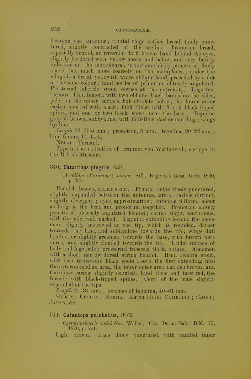 between tlie autennJE; frontal ridge rather broad, finely punc- tured, slight]}^ contracted at the oceUus. Pronotum broad, especially behind, an irregular dark brown band behind the eyes, sliglitly bordered with yellow above and below, and very faintly indicated on the metapleura; pronotum thickly punctured, finely above, but much more coarsely on the metapleura; under the wings is a broad yellowish white oblique band, preceded by a dot of the same colour ; hiud border of pronotum obtusely angulated. Prosternal tubercle stout, obtuse at the extremity. Legs tes- taceous; hind femora with two oblique black bands on the sides, paler on the upper surface, but obsolete below, the lower outer cari])a spotted with black; hiud tibiae with 8 or 9 black-tipped spines, and one or two black spots near the base. Tegmina greyish brown, subhyaline, with indistinct darker mottling; wings hyaline. LencitJi 23-25-5 mm.; pronotum, 5 mm.; tegmina, 20-22 mm.; hind femur, 14-145. Nepal: Ternani. Type in the collection of Brunner von Wattenwyl; co-type in the British Museum. 310. Catantops pinguis, Stdl. Aeridium {CatantojJs) pmgue, St3,l, Eugenie's Resa-, Orth. 1860, p. 330. Eeddish brown, rather stout. Frontal ridge finely punctured, slightly expanded between the autennte, lateral carinae distinct, slightly divergent; eyes approximating; antennie filiform, about as long as the head and pronotum together. Pronotum closely punctured, obtusely angulated behind ; carina slight, continuous, with the sulci w-ell marked. Tegmina extending beyond the abdo- men, slightly narrowed at the tip, v\hich is rounded, darker towards the base, and subhyaline towards the tip; wings dull hyaline, or slightly greenish towards the base, with brown ner- vures, and slightly clouded towards the tip. Under surface of body and legs pale ; prosternal tubercle thick, obtuse. Abdomen with a short narrow dorsal stripe behind. Bind femora stout, with two transverse black spots above, the first extending into the externo-median area, the lower outer area blackish brown, and the upper carina3 slightly serrated; hind tibife and tarsi red, the former with black-tipped spines. Cerci of the male slightly expanded at the tips. Length 27-34 mm. : expanse of tegmina, 40-61 mm. SiKKiM: Ceylox; Bubma : Karen Hills; Cambodia; CmiifA; Japax, &c. 311. Catantops pulchellus, WaXlc Cyrtacanthacris pulchellus, Walker, Cat. Derm. Salt. B.M. iii, 1870, p. r,74. Light brown. Eacs finely punctured, with parallel inner