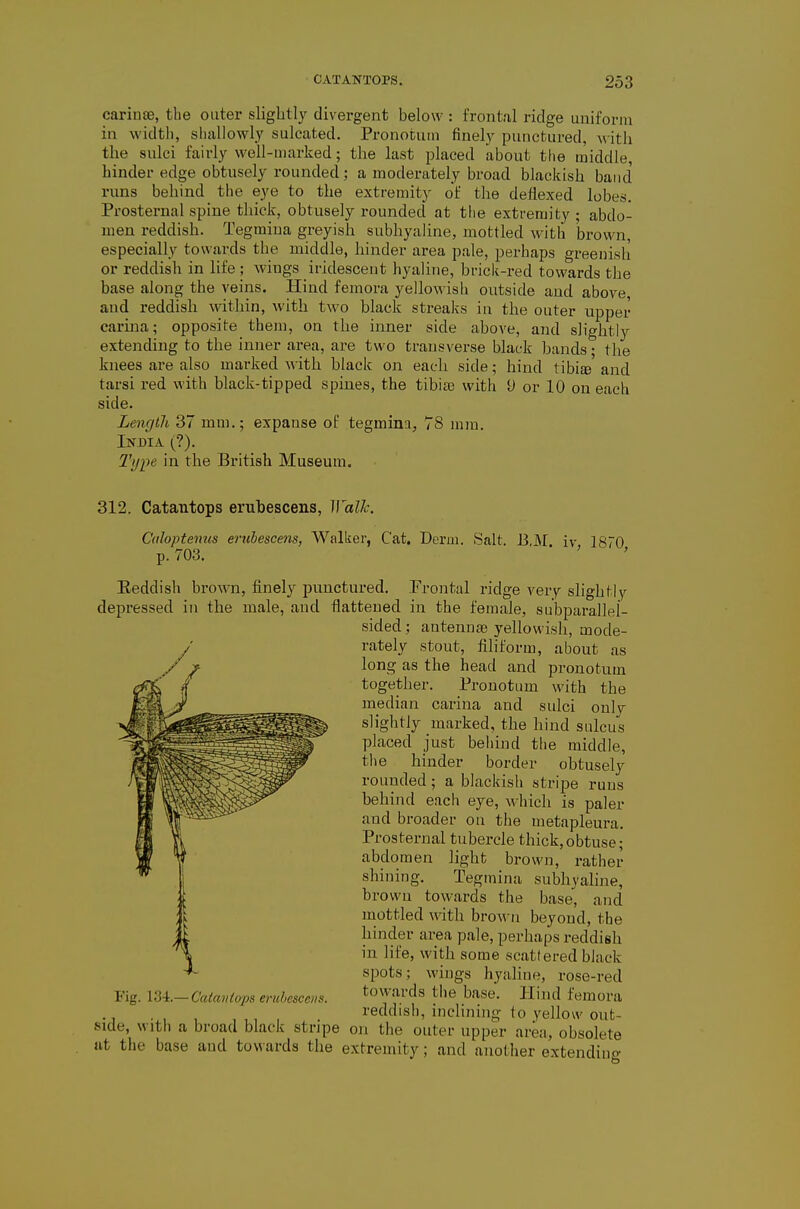 cariuae, tlie outer slightly divergent below : frout.il ridge uniform in width, sliallowly sulcated. Pronotum finely punctured, ^ ith the sulci fairly well-u)arked; the last placed about the middle, hinder edge obtusely rounded; a moderately broad blackish band runs behind the eye to the extremity of the deflexed lobes. Prosternal spine thicJv, obtusely rounded at the extremity ; abdo- men reddish. Tegmiua greyish subhyaline, mottled witli brown, especially towards the middle, hinder area pale, perhaps greenish or reddish in life ; wings iridescent hyaline, brick-red towards the base along the veins. Hind femora yellowish outside and above and reddish within, with two black streaks in the outer upper carina; opposite them, on the inner side above, and slightly extending to the inner area, are two transverse black bands • the knees are also marked with black on each side; hind tibi^ and tarsi red with black-tipped spines, the tibite with i) or 10 on each side. Length 37 mm.; expanse of tegmina, 78 mm. India (?). l^ype in the British Museum. 312. Catantops erubescens. Wall: Qiloptenus eruhescens, Walker, Cat. Derm. Salt. BJI iv 1870 p. 703. * ' Eeddish brown, finely punctured. Prontal ridge very slightly depressed in the male, and flattened in the female, subparallel- sided; antennas yellowish, mode- rately stout, filiform, about as long as the head and pronotum together. Pronotum with the median carina and sulci only slightly marked, the hind sulcus placed just behind the middle, the hinder border obtusely rounded; a blackish stripe runs behind each eye, which is paler and broader on the metapleura. Prosternal tubercle thick,obtuse; abdomen light brown, rather shining. Tegmina subhyaline, brown towards the base, and rnottled with broAvu beyond, the hinder area pale, perhaps reddish in life, with some scattered black spots; wings hyaline, rose-red Fig. l''A.— Cata,iio-pseruhescc>is. t-ards tlie base. Hind femora , ,, , reddish, inclining to yellow out- side, with a broad black stripe on the outer upper area, obsolete lit the base and towards the extremity; and another extendino-