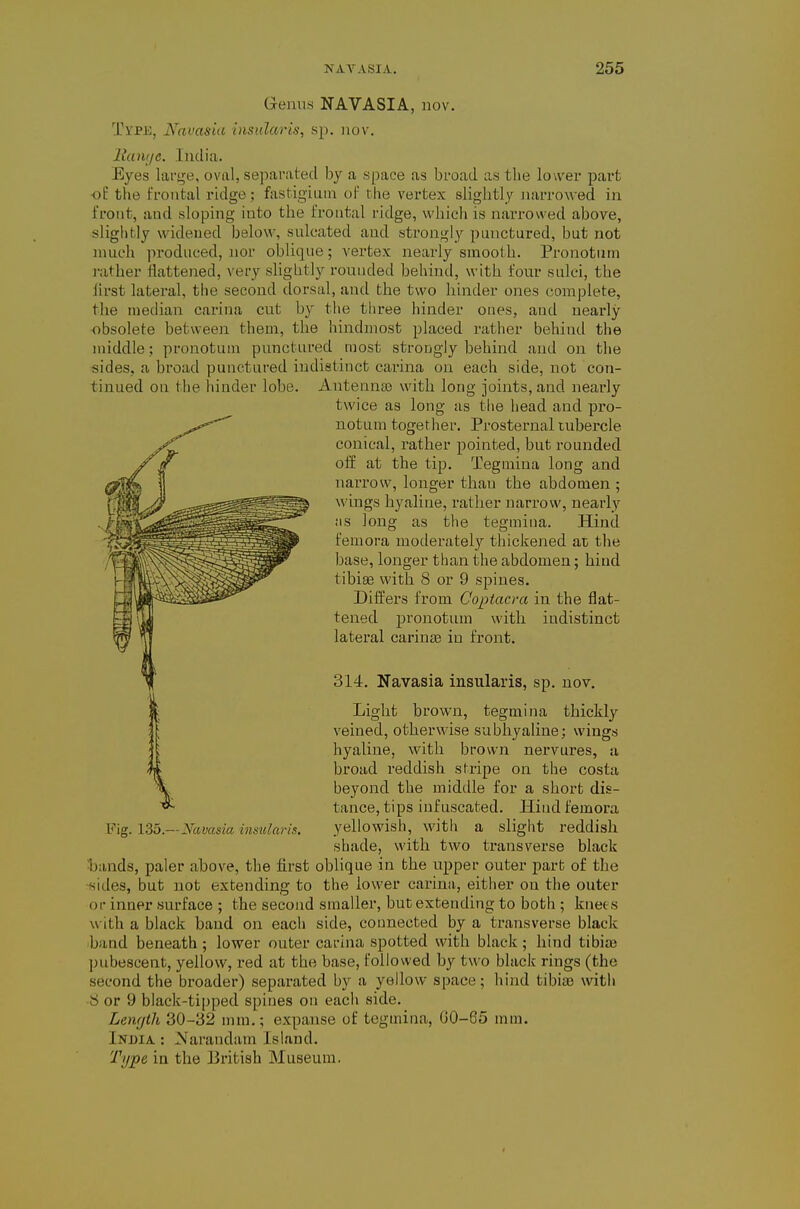 Genus NAVASIA, nov. Tirpn, Navasia insularis, sp. uov. llaiKje. India. Eyes lar<;e, oval, separated by a space as broad as the lower part ■of the frontal ridge; fastigiuin of the vertex slightly narrowed in front, and sloping into the frontal ridge, which is narrowed above, slightly widened below, sulcated and strongly punctured, but not nuich produced, nor oblique; vertex nearly smooth. Pronotiim rather flattened, very shghtly rouuded behind, with four sulci, the iirst lateral, the second dorsal, and the two hinder ones complete, the median carina cut by the three hinder ones, and nearly obsolete between them, the hindmost placed rather behind the middle; pronotum punctured most strongly behind and on the sides, a broad punctured indistinct carina on each side, not con- tinued on the hinder lobe. Antenna3 with long joints, and nearly twice as long as tlie head and pro- notum together. Prosternal tubercle conical, rather pointed, but rounded off at the tip. Tegmina long and narrow, longer than the abdomen ; wings hyaline, rather narrow, nearly iis long as the tegmina. Hind femora moderately thickened at the base, longer than the abdomen; hind tibiae with 8 or 9 spines. Differs from Coptacra in the flat- tened j)i'onotum with indistinct lateral carinse in front. 314. Navasia insularis, sp. nov. Liglit brown, tegmina thickly veined, otherwise subhyaline; wings hyaline, with brown nervures, a broad reddish stripe on the costa beyond the middle for a short dis- tance, tips inf uscated. Hind femora Pig. lib.—Navasia insularis. yellowish, with a slight reddish shade, with two transverse black Ijands, paler above, the first oblique in the upper outer part of the sides, but not extending to the lower carina, either on the outer or inner surface ; the second smaller, but extending to both ; knees with a black baud on each side, connected by a transverse black band beneath ; lower outer carina spotted with black; hind tibia) jjubescent, yellow, red at the base, followed by two black rings (the second the broader) separated by a yellow space; hind tibias with S or 9 black-tipped spines on each side. Lemjth 30-32 mm.; expanse of tegmina, GO-65 mm. India : Narandam Island.