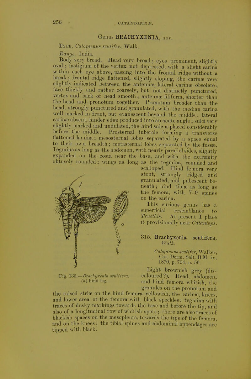 Geinis BRACHYXENIA, nov, Type, Calopteniis scutifer. Walk. Itanr/e. India. Body very broad. Head very broad ; eyes pi'omiuent, slightly oval; fastigium of the vertex not depressed, with a slight carina within each eye above, passing into the frontal ridge without a break ; frontal ridge flattened, slightly sloping, the carinse very slightly indicated between the antennae, latei-al caringe obsolete; face thickly and rather coarsely, but not distinctly punctured, vertex and back of head smooth; antennae filiform, shorter than the head and pronotum together. Pronotum broader than the head, strongly punctured and granulated, with the median carina well marked in front, but evanescent beyond the middle ; lateral cariuae absent, hinder edge produced into an acute angle ; sulci very slightly marked and undulated, the hind sulcus placed considerably before the middle. Prosternal tubercle forming a transverse flattened lamina; mesosternal lobes separated by a si)ace equal to their own breadth; metasternal lobes separated by the foss«. Tegmina as long as the abdomen, with nearly parallel sides, slightly expanded on the costa near the base, and with the extremity obtusely rounded; wings as long as the tegmina, rounded and scalloped. Hind femora very stout, strongly ridged and granulated, and pubescent be- neath ; bind tibiae as long as the femora, with 7-9 spines on the carina. This carious genus has a superficial resemblance to Truethis. At present I place it provisionally near Catantops. 315. Brachyxenia Walk. scutifera, Fig. —Brachyxenia smiifera. (a) hind leg. Caloptemis scutifer, Walker, Oat. Derm. Salt. B.M. iv, 1870, p. 704, n. 56. Light brownish grey (dis- coloured?). Head, abdomen, and hind femora whitish, the granules on the pronotum and the raised striae on the hind femora yellowish, the carinse, knees and lower area of the femora with black speckles; tegmina Avitli traces of dusky markings towards the base and before the tip, and also of a longitudinal row of whitish spots; there are also traces of blackish spaces on the mesopleura, towards the tips of the femora, and on the knees; the tibial spines and abdominal appendages are tipped with black.