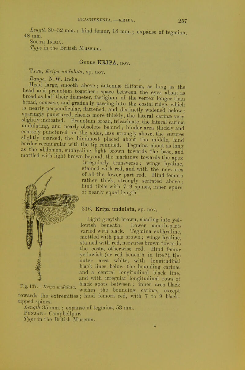 Length 30-32 mm.; hind femur, 18 mm.; expanse of tegmina. 48 mm. ^ ' South India. Type in the British Museum. Genus KRIPA, nov. Type, Kripa undulata, sp. nov. Range. N.W. India. Head large, smooth above; antennae fiHform, as long as the head and pronotum together; space between the eyes about as broad as half their diameter, fastigium of the vertex longer than broad, concave, and gradually passing into the costal ridge, which is nearly perpendicular, flattened, and distinctly widened below; sparingly punctured, cheeks more thickly, the lateral carina very siightly indicated. Pronotum broad, tricarinate, the lateral carinte undulating, and nearly obsolete behind ; hinder area thickly and coarsely punctured on the sides, less strongly above, the sutures shghtly marked, the hindmost placed about the middle, hind border rectangular with the tip rounded. Tegmina about as long as the abdomen, subhyahne, light brown towards the base, and mottled with light brown beyond, the markings towards the apex irregularly transverse; wings hyaline, stained with red, and with the ne'rvures of all the lower part red. Hind femora rather thick, strongly serrated above ; hind tibiae with 7-9 spines, inner spui-s of nearly equal lengtli. 316. Kripa undulata, sp. nov. Light greyish brown, shading into yel- lowish beneath. Lower mouth-parts varied with black. Tegmina subhyaline. mottled with pale brown ; wings hyaline, stained with red, nervures brown towards the costa, otherwise red. Hind femur yellowish (or red beneath in life?), the outer area white, with longitudinal black lines below the bounding carinje, and a central longitudinal black line, and with irregular longitudinal rows of black spots between ; inner ai'ea black within the bounding carina, except towards the extremities ; hind femora red, with 7 to 9 black- tipped spines. Length 35 mm.: expanse of tegmina, 53 mm. Punjab : Campbellpur. Type in the British Museum. Fig. 137.—Kripa undulata.