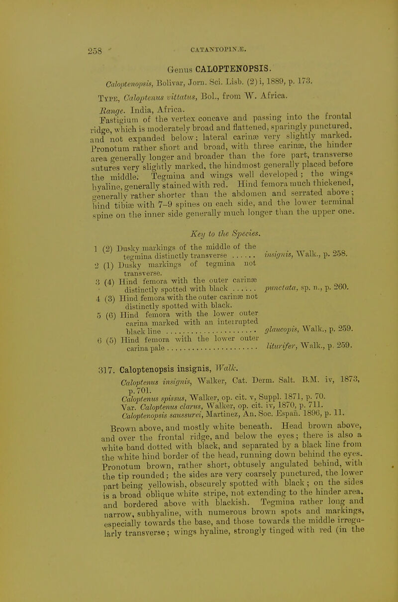 Genus CALOPTENOPSIS. Cahptcnopsis, Bolivar, Joru. Sci. Lisb. (2)i, 1889, p. 173. TyPE, GalopUnus vittatus, BoL, from W. Africa. Range. India, Africa. , c + i Fasti^ium of the vertex concave and passing into the trontai ridge which is moderately broad and flattened, sparingly punctured, •ind kot expanded below; lateral cariniB very slightly marked. Pronotum rather short and broad, with three earmae, the hinder area generally longer and broader than the fore part, transverse sutures very slightly marked, the hindmost generally placed betore the middle. Tegmina and vpings well developed; the wings hyaline, generally stained with red. Hind femora much thickened, o-enerally rather shorter than the abdomen and serrated above ; hind tibice with 7-9 spines on each side, and the lower terminal spine on the inner side generaUy much longer than the upper one. Key to the Species. 1 (2) Duskv markings of the middle of the _ tegmina distinctly transverse tnsupns, \\ alk., p. 2o8, 2 (1) Dusky mra-king-s of tegmina not transverse. (4) Hind femora -with the outer carinse distinctly spotted with black punctata, sp. n., p. 260. •4 (3) Hind femora with the outer carinte not distinctly spotted with black. 5 (6) Hind femora with the lower outer carina marked with an iuteirupted black line (/laucojns, Walk., p. 2o9. () (5) Hind femora with the lower outer carina pale liturifer, W alk., p, 2o9. 317. Caloptenopsis insignis, Wallc Caloptenus insicjnis^ Walker, Cat. Derm. Salt. B.M. iv, 1873, p. 701. Calo2-)1enus spissus, Walker, op. cit. v, Suppl. 1871, p^ (0. Var. Caloptenus clams, Walker, op. cit. iv, 1870, p. 711. Caloptenopsis saussurei, Martinez, An, Soc. Espau. 1896, p. 11. Brown above, and mostly white beneath. Head brown above, and over the frontal ridge, and below the eyes; there is also a white band dotted with black, and separated by a black line from the white hind border of the head, running down behind the eyes. Pronotum brown, rather short, obtusely angulated behind, with the tip rounded; the sides are very coarsely punctured, the lower part being yellowish, obscurely spotted with black; on the sides is a broad oblique white stripe, not extending to the hinder area, and bordered above with blackish. Tegmina rather long and narrow, subhyaline, with numerous brown spots and markings, especially towards the base, and those towards the middle irregu- larly transverse; wings hyaline, strongly tinged with red (in the