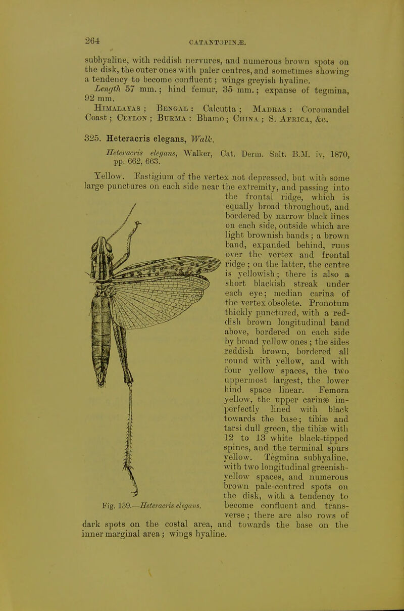 subhyaline, with reddisli iiervures, and numerous brown spots on the disk, the outer ones with paler centres, and sometimes showing a tendency to become confluent; wings greyish hyaline. Lemjth 57 mm,; hind femur, 35 mm.; expanse of tegmina, 92 mm. Himalayas ; Bengal : Calcutta ; Madras : Coromandel Coast; Ceylon ; Burma : Bhaino; China ; S, Africa, &c. 325. Heteracris elegans, Wallc. Ileteracris ele(/ans, Walker, Cat. Derm. Salt. B.iM. iv, 1870. pp. 662, 663. Yellow. Easfigium of the vertex not depressed, but with some large punctures on each side near the extremity, and passing into the frontal ridge, which is equally broad throughout, and bordered by narrow black lines on each side, outside which are light brownish bands ; a brown baud, expanded behind, runs over the vertex and frontal ridge ; on the latter, the centre is yellowish; there is also a short blackish streak under each eye; median carina of the vertex obsolete. Pronotum thickly punctured, with a red- dish brown longitudinal band above, bordered on each side by broad yellow ones ; the sides reddish brown, bordered all round with yellow, and with four yellow spaces, the two uppermost largest, the lower hind space linear. Eemora yellow, the upper carinpe im- perfectly lined Avith black towards the base; tibiae and tarsi dull green, the tibiae with 12 to 13 white black-tipped spines, and the terminal spurs yellow. Tegmina subhyaline, with two longitudinal greenish- yellow spaces, and numerous brown pale-centred spots on the disk, with a tendency to Tig. 139.—Heteracris elegans. become confluent and trans- verse ; there are also rows of dark spots on the costal area, and towards the base on the inner marginal area; wings hyaline.