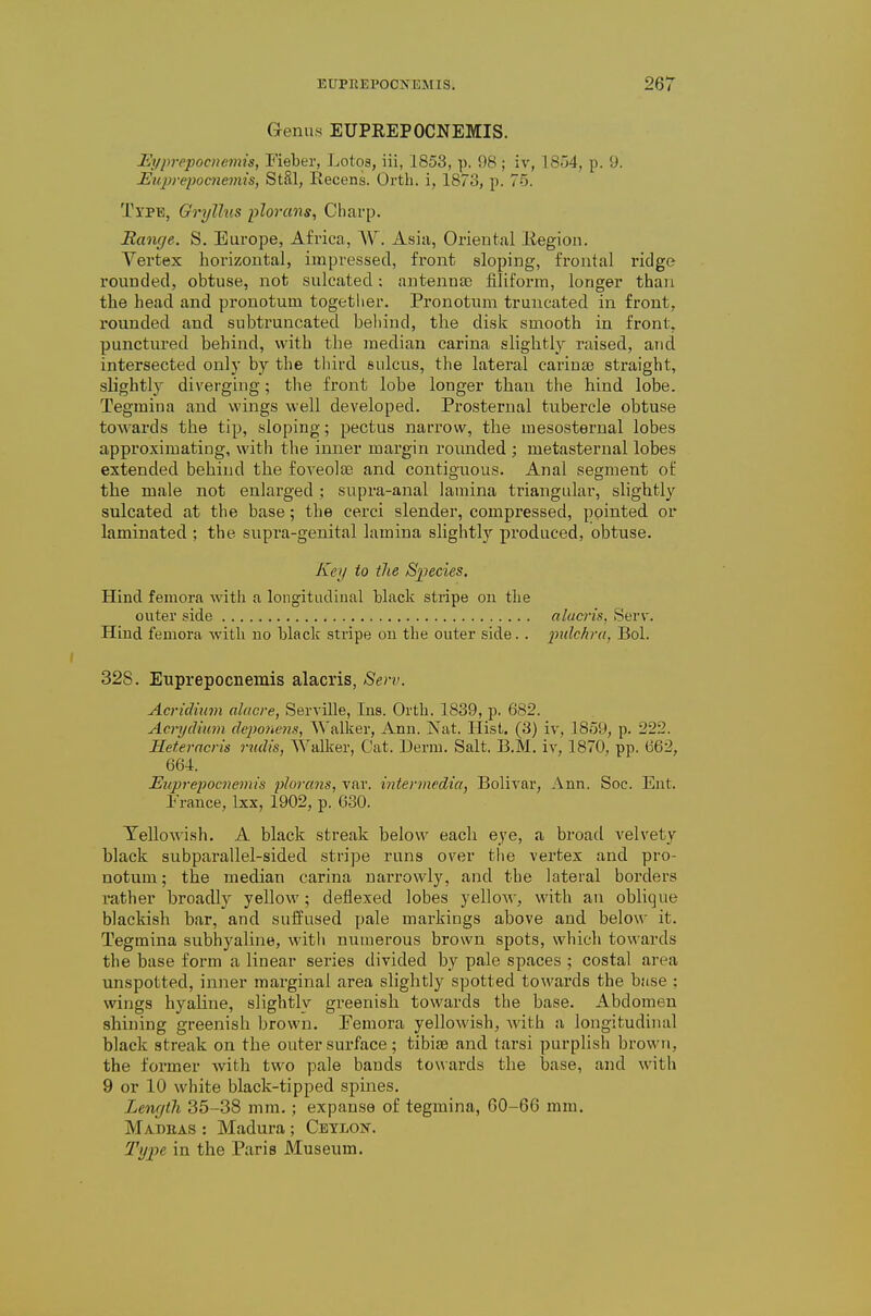 Genus EUPREPOCNEMIS. Eyprepocnemis, Fieber, J^otos, iii, 1853, p. 98; iv, 1854, p. 9. Eiqjrepoaiemis, StSl, Eecens. Orth. i, 1873, p. 75. TxPB, Gryllus plorans, Charp. Range. S. Europe, Africa, W. Asia, Oriental liegion. Vertex horizontal, impressed, front sloping, frontal ridge rounded, obtuse, not sulcated: antenna3 filiform, longer than the head and pronotum together. Pronotum truncated in front, rounded and subtruncated behind, the disk smooth in front, punctured behind, with the median carina slightly raised, and intersected only by the third sulcus, the lateral carintB straight, slightly diverging; the front lobe longer than the hind lobe. Tegmiua and wings well developed. Prosternal tubercle obtuse towards the tip, sloping; pectus narrow, the mesosternal lobes approximating, with the inner margin rounded ; metasternal lobes extended behind the foveolse and contiguous. Anal segment oi: the male not enlarged ; supra-anal lamina triangular, slightly sulcated at the base; the cerci slender, compressed, pointed or laminated ; the supra-genital lamina slightly produced, obtuse. Key to the Species. Hind femora with a longitudinal black stripe on the outer side alucris, Serv. Hind femora with no black stripe on the outer side. . imlchra, Bol. 328. Euprepocnemis alacris, Serv. Acridiiim alacre, Serville, Ins. Orth. 1839, p. 682. Acryclium dcpone^is, '\^'alker, Ann. Nat. Hist. (3) iv, 1859, p. 222. Heterncris riidis, Walker, Cat. Derm. Salt. B.M. iv, 1870, pp. 662, 664. JEuprepocnemis plorans, var. intermedia, Bolivar, Ann. Soe. Ent. France, Ixx, 1902, p. 630. Yellowish. A black streak below each eye, a broad velvety black subparallel-sided stripe runs over tlie vertex and pro- notum ; the median carina narrowly, and the lateral borders rather broadly yellow; deflexed lobes yellow, with an oblique blackish bar, and suifused pale markings above and below it. Tegmina subhyaline, with numerous brown spots, which towards the base form a linear series divided by pale spaces ; costal area unspotted, inner marginal area slightly spotted towards the base ; wings hyaline, slightly greenish towards the base. Abdomen shining greenish brown. Pemora yellowish, with a longitudinal black streak on the outer surface; tibiaa and tarsi purplish brown, the former with two pale bands to\\ards the base, and witli 9 or 10 white black-tipped spines. Length 35-38 mm.; expanse of tegmina, 60-66 mm. Madras : Madura ; Cbylois-. Type in the Paris Museum.