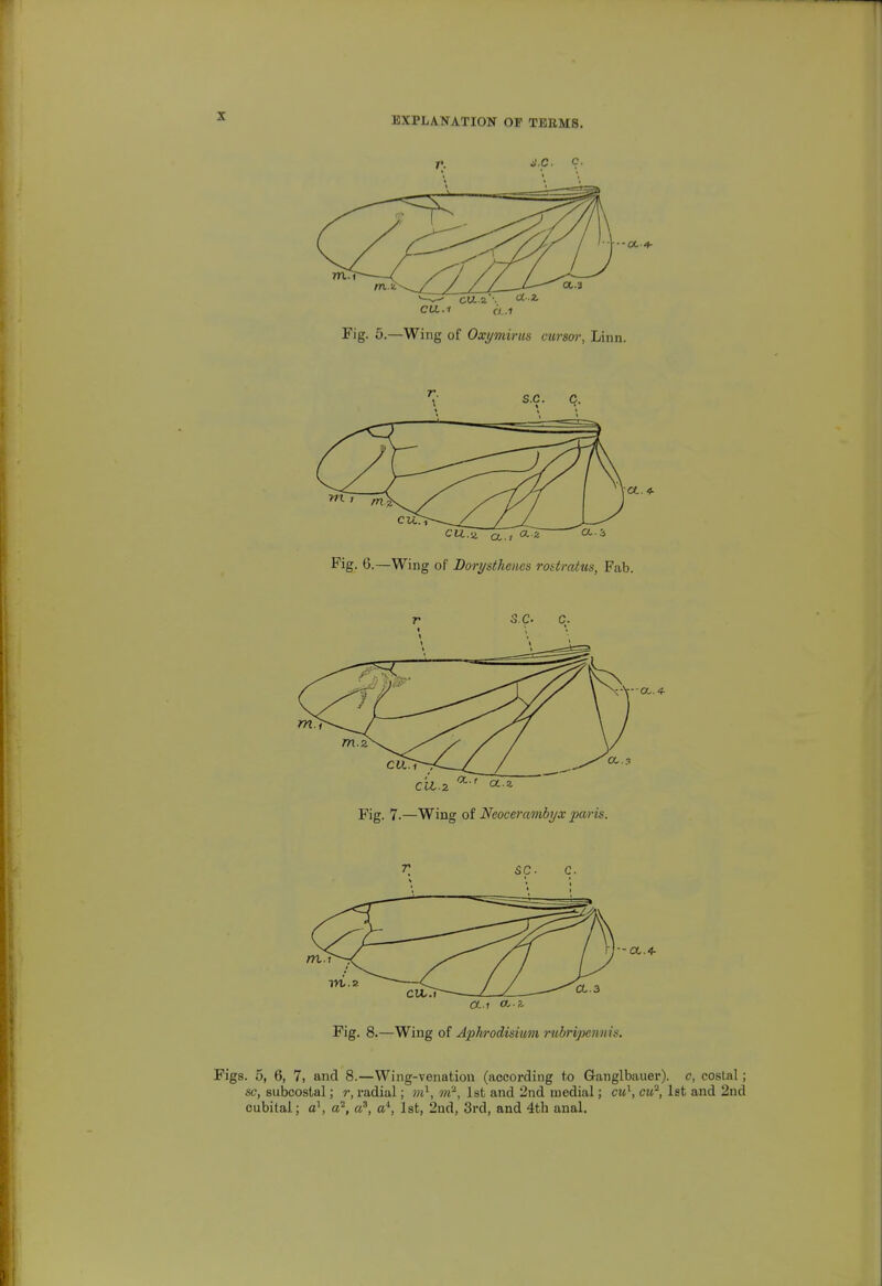 EXPLANATION OP TEEMS. •-(X 4- —^— OL^-;d . CU..1 a.1 Fig. 5.—Wing of Oxi/mirus cursor, Linn. S.c. c. Fig. 6.—Wing of Dorysthencs rottratus, Fab. r SC. c. c'il.z a * Fig. 7.—Wing of Neocerambyx paris. T SC. C. Fig. 8.—Wing of Aphrodisium rubripcnnis. Figs. 6, 6, 7, and 8.—Wing-venation (according to Ganglbauer). c, coslal; sc, subcostal; r, radial; ni^, m^, 1st and 2nd medial; cu^, cu^, 1st and 2nd cubital; a', a^, a?, a', 1st, 2nd, 3rd, and 4th anal.