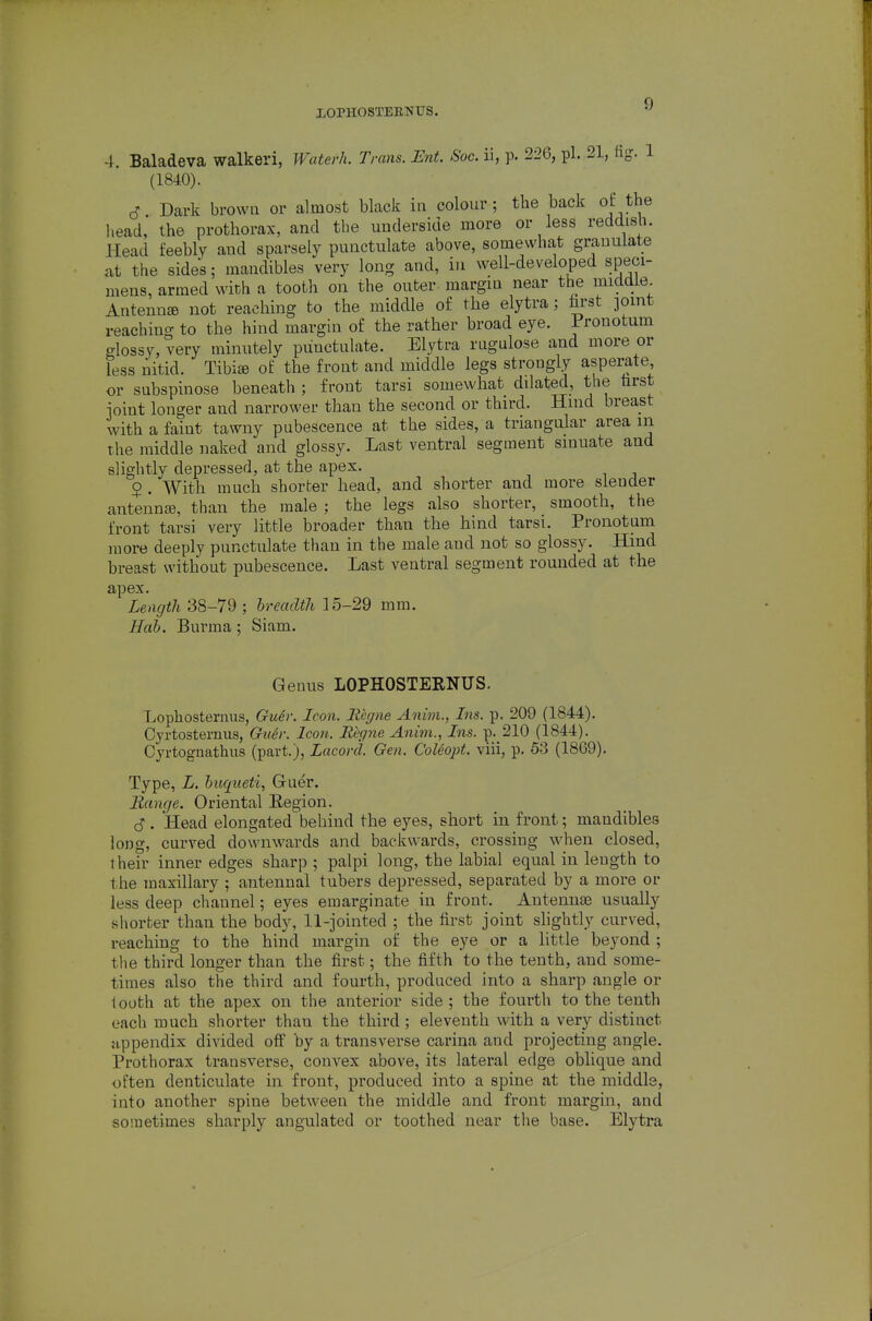 4. Baladeva walkeri, Waterh. Trans. Ent. Soc. ii, p. 226, pi. 21, fig. 1 (1840). ^ Dark browa or almost black in colour; the back of the head, the prothorax, and the underside more or less reddish. Head feebly and sparsely punctulate above, somewhat granulate at the sides; mandibles very long and, in well-developed speci- mens, armed with a tooth on the outer margin near the middie. Antenn£B not reaching to the middle of the elytra; hrst ]omt reaching to the hind margin of the rather broad eye. Pronotum glossy, very minutely punctulate. Elytra nigulose and more or less uitid. Tibiae of the front and middle legs strongly asperate, or subspinose beneath ; front tarsi somewhat dilated, the hrst ioint longer and narrower than the second or third. Hmd breast with a faint tawny pubescence at the sides, a triangular area m the middle naked and glossy. Last ventral segment sinuate and slightly depressed, at the apex. $ . With much shorter head, and shorter and more slender anteiinte, than the male ; the legs also shorter, smooth, the front tarsi very little broader than the hind tarsi. Pronotum more deeply punctulate than in the male and not so glossy. Hmd breast without pubescence. Last ventral segment rounded at the apex. Length 38-79 ; breadth 15-29 mm. Hah. Burma; Siam. Genus LOPHOSTERNUS. Lophosternus, Guer. Icon. Regne Anim., Ins. p. 209 (1844). Cyrtosternus, Ouer. Icon. Regne Anim., Ins. p. 210 (1844). Cyrtognathus (part.), Lacord. Gen. CoUopt. viii, p. 5-3 (1869). Type, L. huqueti, Guer. Range. Oriental Eegion. c3. Head elongated behind the eyes, short in front; mandibles long, curved downwards and backwards, crossing when closed, their inner edges sharp ; palpi long, the labial equal in length to the maxillary ; antennal tubers depressed, separated by a more or less deep channel; eyes emarginate in front. Antenuje usually shorter than the body, 11-jointed ; the first joint shghtly curved, reaching to the hind margin of the eye or a little beyond ; the third longer than the first; the fifth to the tenth, and some- times also the third and fourth, produced into a sharp angle or looth at the apex on the anterior side ; the fourth to the tenth each much shorter than the third; eleventh with a very distinct appendix divided off by a transverse carina and projecting angle. Prothorax transverse, convex above, its lateral edge oblique and often denticulate in front, produced into a spine at the middle, into another spine between the middle and front mai'gin, and sometimes sharply angulated or toothed near the base. Elytra