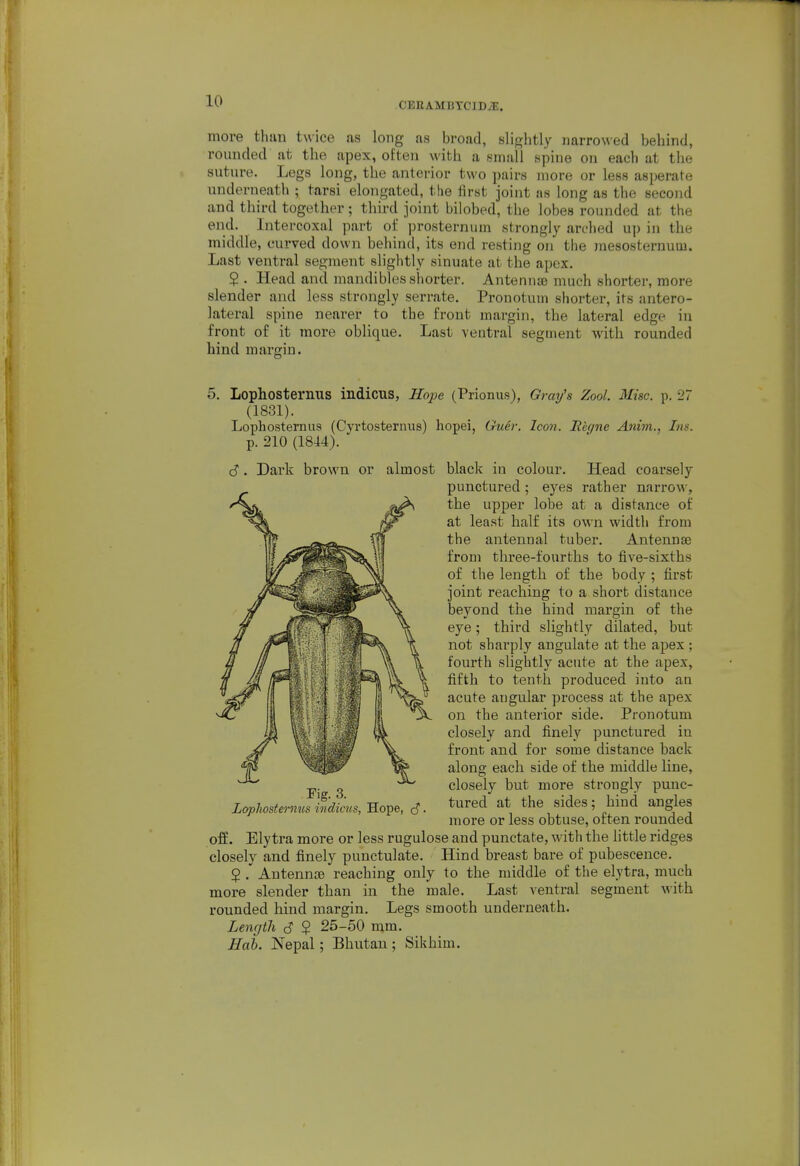 more thtiu twice as long as broad, slightly narrowed behind, rounded at the apex, often with a small spine on each at the suture. Legs long, the anterior two pairs more or less asperate underneath ; tarsi elongated, the first joint as long as the second and third together; third joint bilobed, the lobes rounded at the end. Intercoxal part of ])rosternum strongly arched up in the middle, curved down behind, its end resting on the mesosternuui. Last ventral segment slightly sinuate at the apex. $ . Head and mandibles shorter. Antennae much shorter, more slender and less strongly serrate. Pronotum shorter, its antero- lateral spine nearer to the front margin, the lateral edge in front of it more oblique. Last ventral segment with rounded hind margin. 5. Lopiiosternus indicus, Hope (Prionus), Grmjs Zool. Misc. p. 27 Lophosternus (Cyrtosternus) hopei, Guer. Icon. Higne Anim., Ins. p. 210 (1844). (S. Dark brown or almost black in colour. Head coarsely off. Elytra more or less rugulose and punctate, with the little ridges closely and finely punctulate. Hind breast bare of pubescence. 2 . AntennjB reaching only to the middle of the elytra, much more slender than in the male. Last ventral segment with rounded hind margin. Legs smooth underneath. Length S $ 25-50 mm. Hah. Nepal; Bhutan ; Sikhim. (1831). Fig. 3. Lophosternus indiais, Hope, (S. punctured; eyes rather narrow, the upper lobe at a distance of at least half its own width from the antennal tuber. Antennae from three-fourths to five-sixths of the length of the body ; first joint reaching to a short distance beyond the hind margin of the eye; third slightly dilated, but not sharply angulate at the apex ; fourth slightly acute at the apex, fifth to tenth produced into an acute angular process at the apex on the anterior side. Pronotum closely and finely punctured in front and for some distance back along each side of the middle line, closely but more strongly punc- tured at the sides; hind angles more or less obtuse, often rounded