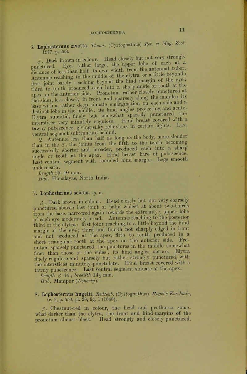 6. Lophosternus zivetta, Thoms. (Oyrtognathus) Rev. et Mag. ZooL 1877, p. 263. S Dark brown in colour. Head closely but not very strongly nunctured Eyes rather large, the upper lobe of each at a. S'stt e o^^ less^than half its otn width from the antennal tuber Tnt^L reaching to the middle of the elytra or a little beyond , ™St barei; reaching beyond the hind --g- J J^^^^^ third to tenth produced each into a sharp angle or toot at the apex on the anterior side. Pronotum ^^^^^^ f^'^X^''^^''^ the sides, less closely in front and sparsely along t^^e ^^\^idle' base with a rather deep sinuate emargination on each side and a distinct lobe in the middle ; its hind angles projecting and acu e Elytra subnitid, finely but somewhat sparsely punctured, the interstices very minutely rugulose. Hind breast covered with a. tawny pubescence, giving silky reflexions m certain hghts. Last ventral segment subtruncate behind. Q Antenna less than half as long as the body, more slendei than in the c?, the joints from the fifth to the tenth becoming successively shorter and broader, produced each into a sharp anc^le or tooth at the apex. Hind breast bare of pubescence. Last ventral segment with rounded hind margin. Legs smooth underneath. Length 25-40 mm. Hah. Himalayas, North India. 7. Lophostermis sociiis, sp. n. . Dark brown in colour. Head closely but not very coarsely punctured above; last joint of palpi widest at about two-thirds from the base, narrowed again towards the extremity; upper lobe of each eye moderately broad. Antennae reaching to the posterior third of the elytra ; first joint reaching to a little beyond the hmd margin of the eye; third and fourth not sharply edged in front and not produced at the apex, fifth to tenth produced m a short triangular tooth at the apex on the anterior side. Pro- notum sparsely punctured, the punctures in the middle somewhat finer than those at the sides; its hind angles obtuse. Elytra finely rugulose and sparsely but rather strongly punctured, with the interstices minutely punctulate. Hind breast covered with a tawny pubescence. Last ventral segment sinuate at the apex. Length S 44; breadth 14| mm. Uab. Manipur (Doherty). 8. Lophostermis hugelii, Redtenh. (Oyrtognathus) HiigeVs KascJitnir, iv, 2, p. 550, pi. 28, fig. 1 (1848). cJ. Chestnut-red in colour, the head and prothorax some- what darker than the elytra, the front and hind margins of the pronotum almost black. Head strongly and closely punctured.