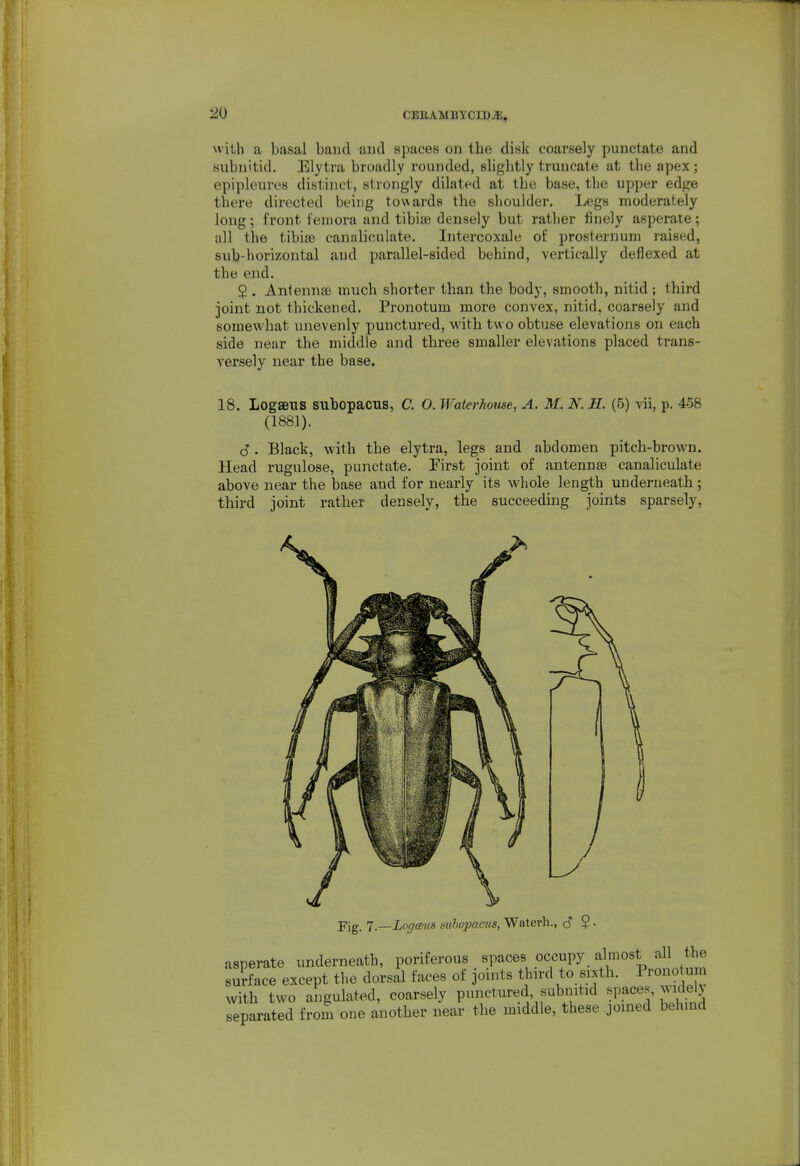 with a basal band and spaces on tbe disk coarsely punctate and subn'tid. Elytra broadly rounded, slightly truncate at the apex; epipleures distinct, strongly dilated at tbe base, the upper edge there directed being tov\ard8 tbe shoulder. Legs moderately long; front femora and tibite densely but rather finely asperate; all the tibiaj canaliculate. Intercoxale of prosternum raised, sub-horizontal and parallel-sided behind, vertically deflexed at tbe end. 5 . Antenna) much shorter tban the body, smooth, nitid ; third joint not thickened. Pronotum more convex, nitid, coarsely and somewhat unevenly punctured, with two obtuse elevations on each side near the middle and three smaller elevations placed trans- versely near the base. 18. Logaetis subopacus, C. 0. Waterhome, A. M. N. H. (5) vii, p. 458 (1881). cJ. Black, with the elytra, legs and abdomen pitch-brown. Head rugulose, punctate. Pirst joint of antennae canaliculate above near the base and for nearly its whole length underneath; third joint rather densely, the succeeding joints sparsely. Fig. 7.—Logeus mhopaeus, Waterh., $ • asperate underneath, poriferous spaces occupy almost all the surface except the dorsal faces of joints thu-d to sixth. Prono urn with two angulated, coarsely punctured subnitid spaces, wide > separated from one another near the middle, these joined behind