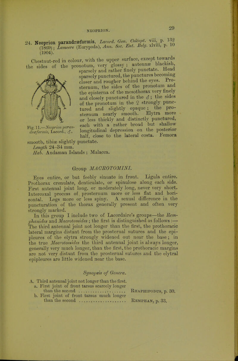 NEOPEION. 24. Neoprion parandrseformis, Lacord. Gen. Cokopt. vui, p. 13.. (1869); Lneere (Eurypoda), Soc. Ent. Belff. ^hm, p. 10 (1904). Chestnut-red in colour, with the upper surface, except towards the sides of the prouotum, very glossy ; antennae blackish sparselv and rather finely punctate. Mead sparsely punctured, the punctures becoming closer and rougher behind the eyes. Pro- sternum, the sides of the pronotum and the episterna of the mesothorax very finely and closely punctured in the <S; the sides of the pronotum in the $ strongly punc- tured and slightly opaque ; the pro- sternum nearly smooth. Elytra more or less thickly and distinctly punctured, each with a rather broad but shallow longitudinal depression on the posterior half, close to the lateral costa. Femora smooth, tibiae slightly punctate. Length 24-34 mm. Hah. Andaman Islands ; Malacca. Fig. 11.—Neoprion paran- drcpformis, Lacord., c?. Group MACROTOMINI. Eyes entire, or but feebly sinuate in front. Ligula entire. Prothorax crenulate, denticulate, or spinulose along each side. Eirst antennal joint long, or moderately long, never very short. Intercoxal process of prosternum more or less flat and hori- zontal. Legs more or less spiny. A sexual difference in the puncturation of the thorax generally present and often very strongly marked. In this group I include two of Lacordaire's groups—the Rem- jphanides and Macrotomides ; the first is distinguished as follows :— The third antennal joint not longer than the first, the prothoracic lateral margins distant from the prosternal sutures and the epi- pleures of the elytra strongly widened out near the base; in the true Macrotomides the third antennal joint is always longer, generally very much longer, than the first, the prothoracic margins are not very distant from the prosternal sutures and the elytral epipleures are little widened near the base. Synopsis of Genera. A. Third aatemial joint not longer than the first. a. First joint of front tarsus scarcely longer than the second Rhaphipodtjs, p. 30. b. First joint of front tarsus much longer than the second Remphan, p. 33.
