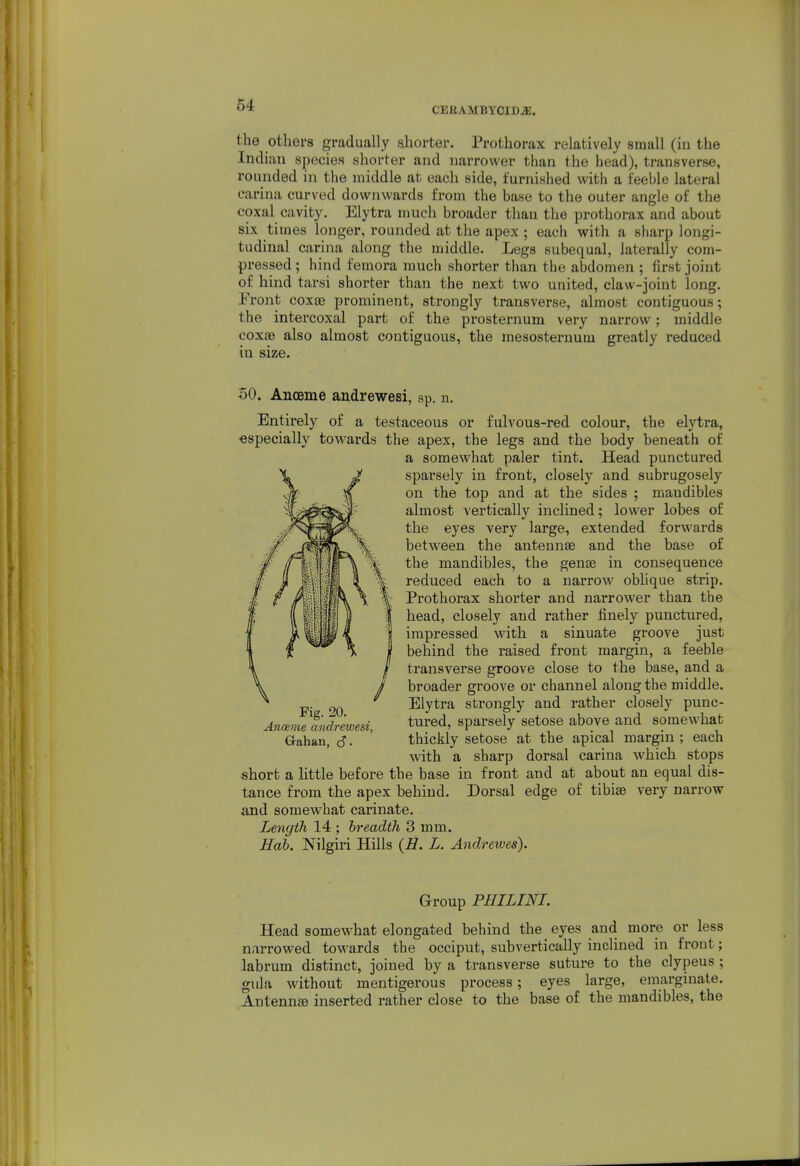 CERAMBYOIDjE. the others gradually shorter. Prothorax relatively small (in the Indian species shorter and narrower than the head), transverse, rounded in the middle at each side, furnished with a feeble lateral carina curved downwards from the base to the outer angle of the coxal cavity. Elytra mucli broader than the prothorax and about six times longer, rounded at the apex ; each with a sharp longi- tudinal carina along the middle. Legs subequal, laterally com- pressed ; hind femora much shorter than the abdomen ; first joint of hind tarsi shorter than the next two united, claw-joint long- Front coxae prominent, strongly transverse, almost contiguous; the intercoxal part of the presternum very narrow; middle coxae also almost contiguous, the mesosternum greatly reduced in size. 50. Anoeme andrewesi, sp. n. Entirely of a testaceous or fulvous-red colour, the elytra, •especially towards the apex, the legs and the body beneath of a somewhat paler tint. Head punctured sparsely in front, closely and subrugosely on the top and at the sides ; mandibles almost vertically inclined; lower lobes of the eyes very large, extended forwards between the antennae and the base of the mandibles, the genae in consequence reduced each to a narrow oblique strip. Prothorax shorter and narrower than the head, closely and rather finely punctured, impressed with a sinuate groove just behind the raised front margin, a feeble transverse groove close to the base, and a broader groove or channel along the middle. Elytra strongly and rather closely punc- tured, sparsely setose above and somewhat thickly setose at the apical margin ; each with a sharp dorsal carina which stops short a little before the base in front and at about an equal dis- tance from the apex behind. Dorsal edge of tibiae very narrow and somewhat carinate. Length 14 ; breadth 3 mm. Hah. Nilgiri Hills {H. L. Andrewes). Fig. 20. Anmme andrewesi, Gahan, d. Group PHILINI. Head somewhat elongated behind the eyes and more or less narrowed towards the occiput, subvertically inclined in front; labrum distinct, joined by a transverse suture to the clypeus ; gula without mentigerous process; eyes large, emarginate. Antennae inserted rather close to the base of the mandibles, the