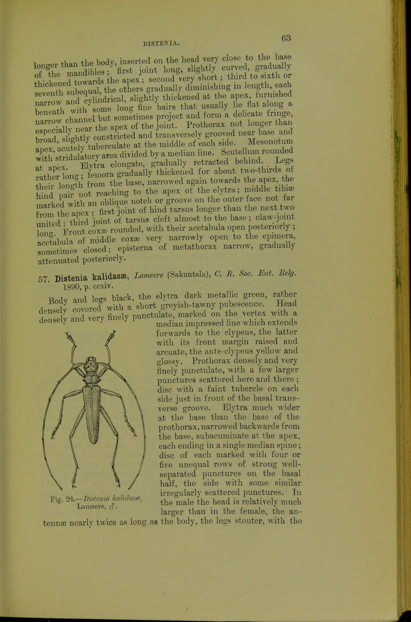 DISTE>IA. 1 fT.nn the body, inserted on the head very close to the base longer than the doq) , slightly curved, gradually ^''l ohannel bu? sometimes proiect and form a delicate frmge, narrow channel but s h^. j^^ Prothorax not longer than r^.'r is constTcted and transversely grooved near base and broad, at the middle of each side. Mesonotum apex, f^^^^ y^^fZ^ divided by a median line. Scutellum rounded rltEonc^fiemora gradually thickened for about two-thirds of £r lenSh from the base, narrowed again towards the apex tl^ Snd S not reaching to the apex of the elytra; middle tibise !^arked with an obliqul notch or groove on the outer face not far marked wim ^ i . ^ ^-^^^ ^^^^^^ longer than the next two Tf tS ioinfof tarsus cleft almost to the base; claw-joint Front coxcB rounded, with their acetabula open posteriorly ; iieetabula of middle cox^ very narrowly open to the epimera, sometimes closed; episterna of metathorax narrow, gradually attenuated posteriorly. 57. Distenia kalidassB, Lmneere (Sakuntala), C. B. Soc. Ent. Belg. 1890, p. ccxiv. T^ndv and legs black, the elytra dark metallic green, rather densely covered with a short greyish-tawny pubescence. Head den elY and very finely punctidate, marked on the vertex with a aenseiy duu j median impressed line which extends forwards to the clypeus, the latter with its front margin raised and arcuate, the aute-clypeus yellow and glossy. Prothorax densely and very finely punctulate, with a few larger punctures scattered here and there; disc with a faint tubercle on each side just in front of the basal trans- verse groove. Elytra much wider at the base than the base of the prothorax, narrowed backwards from the base, subacuminate at the apex, each ending in a single median spine; disc of each marked with four or five unequal rows of strong well- separated punctures on the basal half, the side with some similar irregularly scattered punctures. In the male the head is relatively much larger than in the female, the an- tenna nearly twice as long as the body, the legs stouter, with the Fig. 24.—Bisienia kalidasa, Lameere, c?-