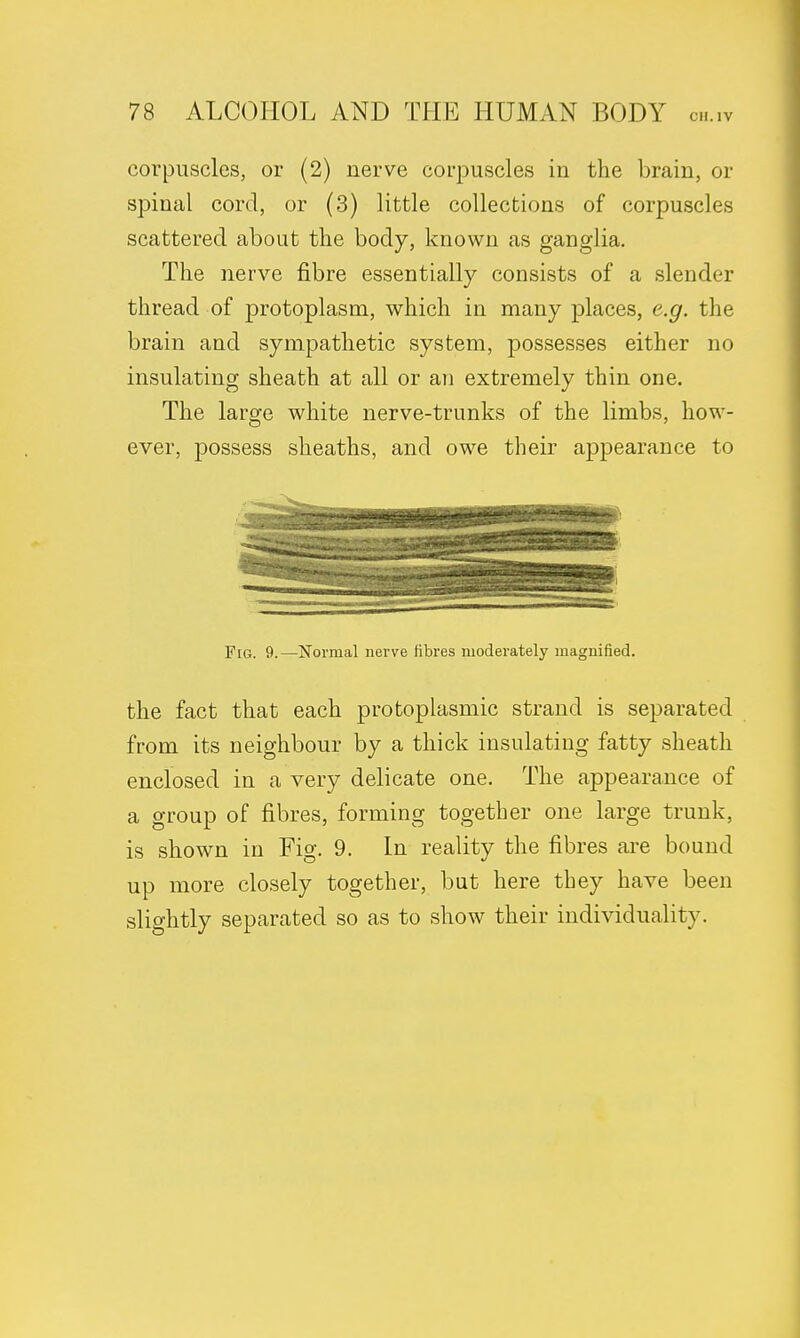 corpuscles, or (2) nerve corpuscles in the brain, or spinal cord, or (3) little collections of corpuscles scattered about the body, known as ganglia. The nerve fibre essentially consists of a slender thread of protoplasm, which in many places, e.g. the brain and sympathetic system, possesses either no insulating sheath at all or an extremely thin one. The large white nerve-trunks of the limbs, how- ever, possess sheaths, and owe their appearance to Fig. 9.—Normal nerve fibres moderately magnified. the fact that each protoplasmic strand is separated from its neighbour by a thick insulating fatty sheath enclosed in a very delicate one. The appearance of a group of fibres, forming together one large trunk, is shown in Fig. 9. In reality the fibres are bound up more closely together, but here they have been slightly separated so as to show their individuality.