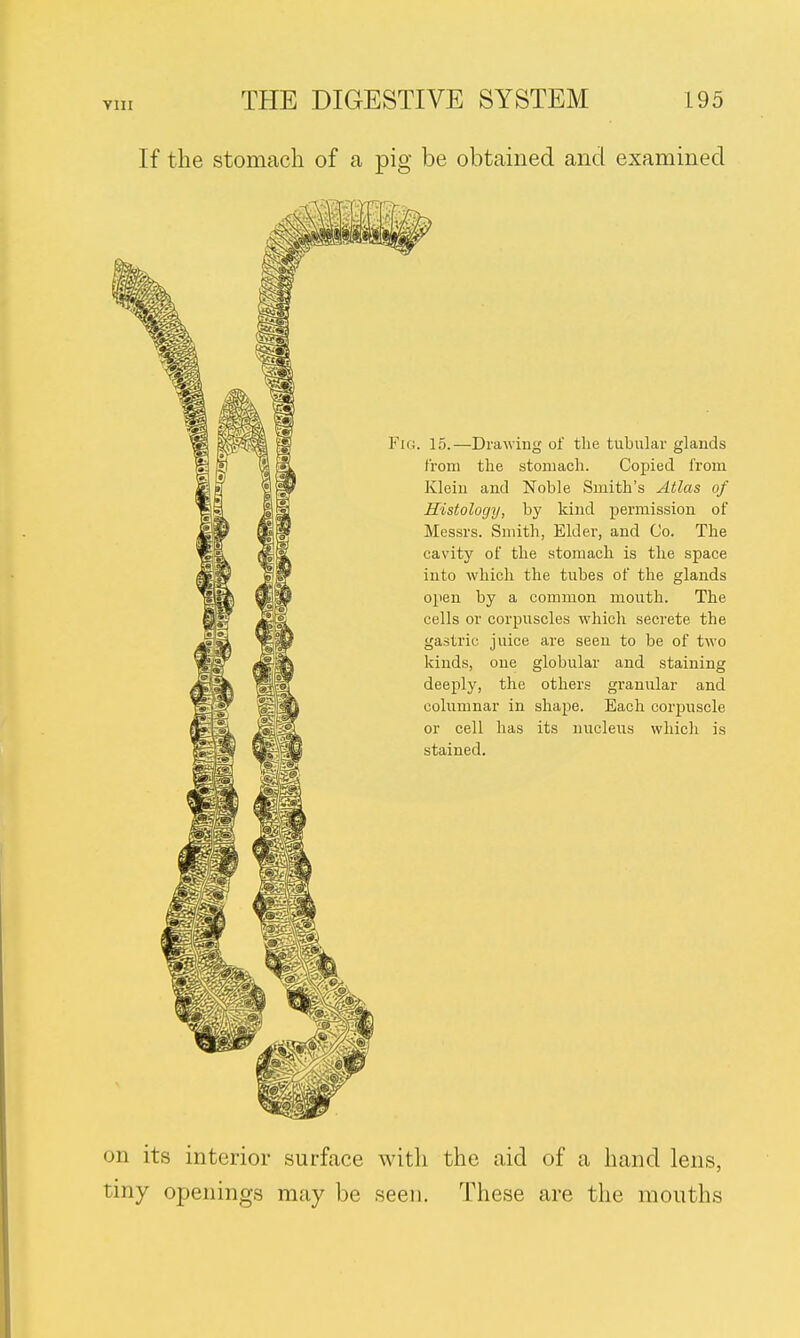 If the stomach of a pig be obtained and examined Fig. 15.—Drawing of the tubular glands from the stomach. Copied from Klein and Noble Smith's Atlas of Histology, by kind permission of Messrs. Smith, Elder, and Co. The cavity of the stomach is the space into which the tubes of the glands open by a common mouth. The cells or corpuscles which secrete the gastric juice are seen to be of two kinds, one globular and staining deeply, the others granular and columnar in shape. Each corpuscle or cell has its nucleus which is stained. on its interior surface with the aid of a hand lens, t iny openings may be seen. These are the mouths