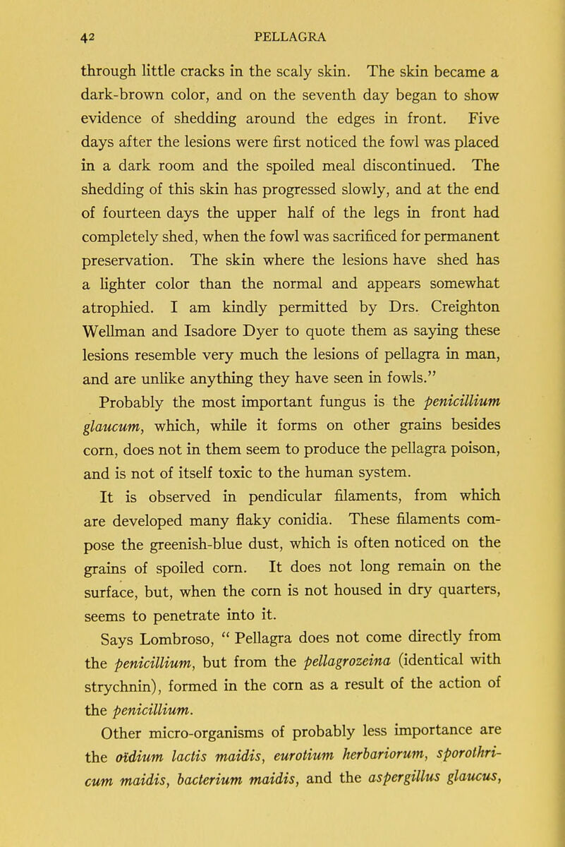 through little cracks in the scaly skin. The skin became a dark-brown color, and on the seventh day began to show evidence of shedding around the edges in front. Five days after the lesions were first noticed the fowl was placed in a dark room and the spoiled meal discontinued. The shedding of this skin has progressed slowly, and at the end of fourteen days the upper half of the legs in front had completely shed, when the fowl was sacrificed for permanent preservation. The skin where the lesions have shed has a lighter color than the normal and appears somewhat atrophied. I am kindly permitted by Drs. Creighton Wellman and Isadore Dyer to quote them as saying these lesions resemble very much the lesions of pellagra in man, and are unlike anything they have seen in fowls. Probably the most important fungus is the penicillium glaucum, which, while it forms on other grains besides com, does not in them seem to produce the pellagra poison, and is not of itself toxic to the human system. It is observed in pendicular filaments, from which are developed many flaky conidia. These filaments com- pose the greenish-blue dust, which is often noticed on the grains of spoiled com. It does not long remain on the surface, but, when the corn is not housed in dry quarters, seems to penetrate into it. Says Lombroso,  Pellagra does not come directly from the penicillium, but from the pellagrozeina (identical with strychnin), formed in the corn as a resvdt of the action of the penicillium. Other micro-organisms of probably less importance are the oidium lactis maidis, eurotium herbariorum, sporothri- cum maidis, bacterium maidis, and the aspergillus glaucus,