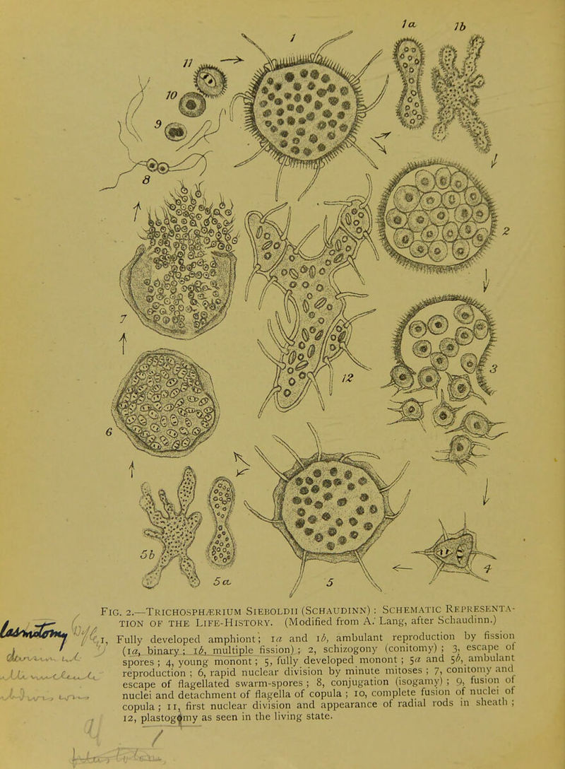 Fig. 2.—Trichosph^rium Sieboldii (Schaudinn) : Schematic Representa- tion OF THE Life-History. (Modified from A.' Lang, after Schaudinn.) Fully developed amphiont; la and \b, ambulant reproduction by fission V binary; \b_, multiple fission); 2, schizogony (conitomy) ; 3, escape of spores; 4, young monont; 5, fully developed monont ; S'^ 'i^ 5-^, ambulant reproduction ; 6, rapid nuclear division by minute mitoses ; 7, conitomy and escape of flagellated swarm-spores ; 8, conjugation (isogamy) ; 9, fusion of nuclei and detachment of flagella of copula ; 10, complete fusion of nuclei ot copula; II, first nuclear division and appearance of radial rods in sheath ;