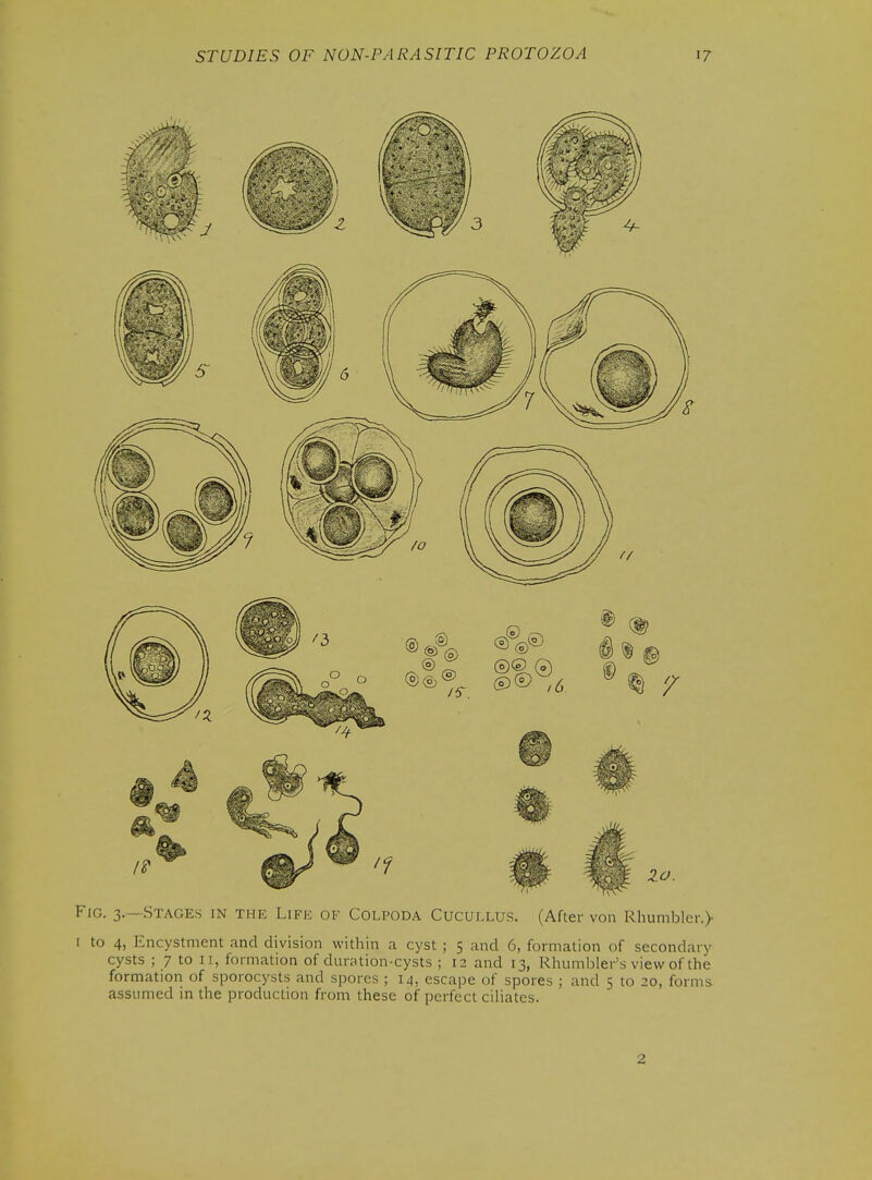 Fig. 3.—Stages in the Life of Colpoda Cucullus. (After von Rhumbler.)- I to 4, Encystnient and division within a cyst ; 5 and 6, formation of secondary cysts ; 7 to II, formation of duration-cysts ; 12 and 13, Rhumbler's view of the formation of sporocysts and spores ; 14, escape of spores ; and 5 to 20, forms assumed in the production from these of perfect ciliates. 2