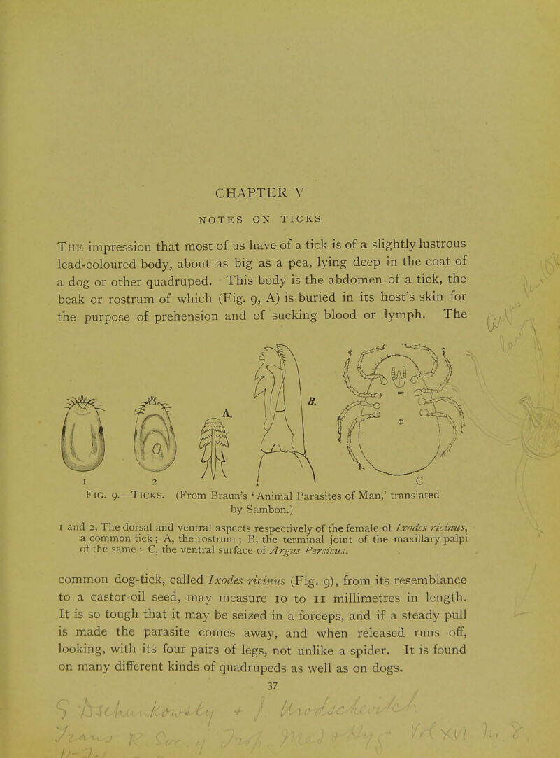 NOTES ON TICKS The impression that most of us have of a tick is of a sHghtly lustrous lead-coloured body, about as big as a pea, lying deep in the coat of a dog or other quadruped. This body is the abdomen of a tick, the beak or rostrum of which (Fig. 9, A) is buried in its host's skin for the purpose of prehension and of sucking blood or lymph. The Fig. 9. -Ticks. (From Braun's ' Animal Parasites of Man,' translated by Sambon.) I and 2, The dorsal and ventral aspects respectively of the female of Ixodes rtcinus, a common tick; A, the rostrum ; B, the terminal joint of the maxillary palpi of the same ; C, the ventral surface of Af^ns Persicus. common dog-tick, called Ixodes, ricimis (Fig. g), from its resemblance to a castor-oil seed, may measure 10 to 11 millimetres in length. It is so tough that it may be seized in a forceps, and if a steady pull is made the parasite comes away, and when released runs off, looking, with its four pairs of legs, not unlike a spider. It is found on many different kinds of quadrupeds as well as on dogs. 37 9/0 1
