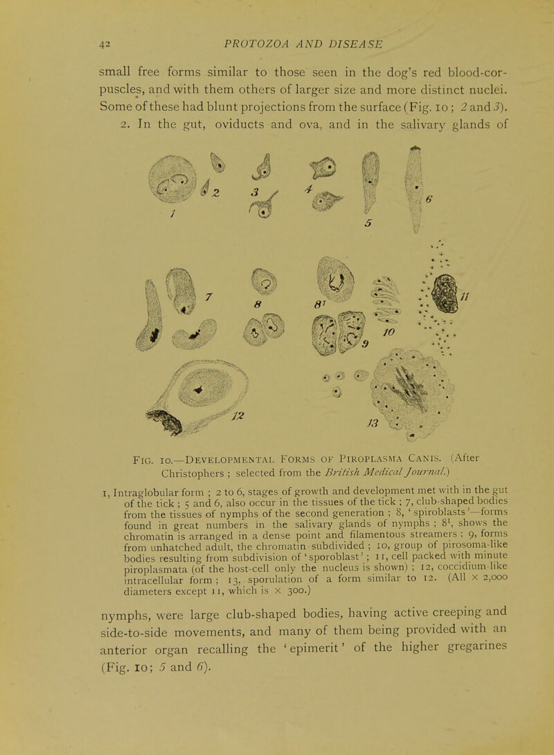 small free forms similar to those seen in the dog's red blood-cor- puscles, and with them others of larger size and more distinct nuclei. Some of these had blunt projections from the surface (Fig. lo ; 2 and 3). 2. In the gut, oviducts and ova, and in the salivary glands of Fig. io.—Developmental Forms of Piroplasma Canis. (After Christophers ; selected from the British Medical Journal) I, Intraglobular form ; 2 to 6, stages of growth and development met with in the gut of the tick ; 5 and 6, also occur in the tissues of the tick ; 7, club-shaped bodies from the tissues of nymphs of the second generation ; 8, ' spiroblasts'—forms found in great numbers in the salivary glands of nymphs ; 8\ shows the chromatin is arranged in a dense point and filamentous streamers ; 9, forms from unhatched adult, the chromatin subdivided ; 10, group of pirosoma-hke bodies resulting from subdivision of ' sporoblast' ; n, cell packed with mmute piroplasmata (of the host-cell only the nucleus is shown) ; 12, coccidium hke intracellular form; 13, sporulation of a form similar to 12. (All x 2,000 diameters except 11, which is x 300.) nymphs, vi'ere large club-shaped bodies, having active creeping and side-to-side movements, and many of them being provided with an anterior organ recalling the ' epimerit' of the higher gregarines (Fig. 10; 5 and 6').