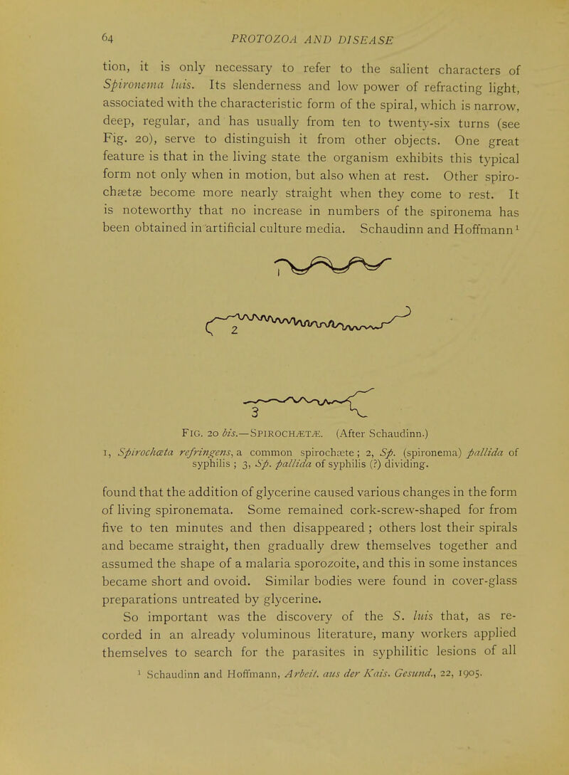 tion, it is only necessary to refer to the salient characters of Spironema hds. Its slenderness and low power of refracting light, associated with the characteristic form of the spiral, which is narrow, deep, regular, and has usually from ten to twenty-six turns (see Fig. 20), serve to distinguish it from other objects. One great feature is that in the living state the organism exhibits this typical form not only when in motion, but also when at rest. Other spiro- chaetse become more nearly straight when they come to rest. It is noteworthy that no increase in numbers of the spironema has been obtained in artificial culture media. Schaudinn and Hoffmann^ Fig. 20 dzs.—Spmocn/ETJE. (After Schaudinn.) I, Spirochceta refnngejis^a. common spirochaste; 2, Sp. (spironema)/rz///^^ of syphilis ; 3, Sp. pallida of syphilis (?) dividing. found that the addition of glycerine caused various changes in the form of living spironemata. Some remained cork-screw-shaped for from five to ten minutes and then disappeared ; others lost their spirals and became straight, then gradually drew themselves together and assumed the shape of a malaria sporozoite, and this in some instances became short and ovoid. Similar bodies were found in cover-glass preparations untreated by glycerine. So important was the discovery of the S. luis that, as re- corded in an already voluminous literature, many workers applied themselves to search for the parasites in syphilitic lesions of all ^ Schaudinn and Hoffmann, Arbeit, aus iter Kais. Gesund., 22, 1905.