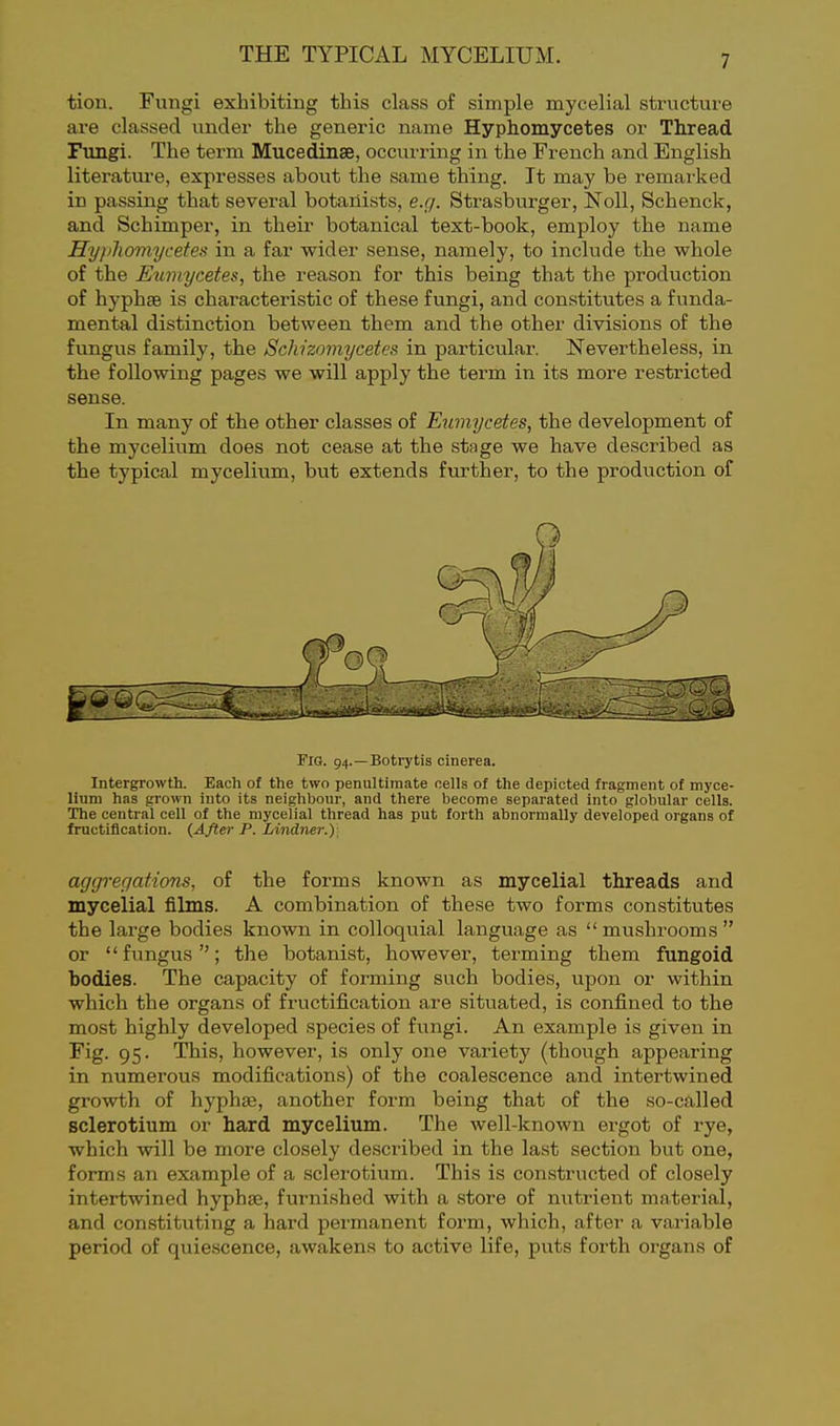 tion. Fungi exhibiting this class of simple mycelial structure are classed under the generic name Hyphomycetes or Thread Fungi. The term Mucedinse, occurring in the Fi'ench and English literatm-e, expresses about the same thing. It may be remai'ked in passing that several botanists, e.g. Strasburger, Noll, Schenck, and Schimper, in their botanical text-book, employ the name HyiJiomycetes in a far wider sense, namely, to include the whole of the Eumycetes, the reason for this being that the production of hyphse is characteristic of these fungi, and constitutes a funda- mental distinction between them and the other divisions of the fungus family, the Schizomycetes in particular. Nevertheless, in the following pages we will apply the term in its more restricted sense. In many of the other classes of Eumijcetes, the development of the mycelium does not cease at the stage we have described as the typical mycelium, but extends further, to the production of Pig. 94.—Botrytis cinerea. Intergrowth. Each of the two penultimate nells of the depicted fragment of myce- lium has grown iuto its neighbour, and there become separated into globular cells. The central cell of the mycelial thread has put forth abnormally developed organs of fructification. (After P. Lindner.)] aggregations, of the forms known as mycelial threads and mycelial films. A combination of these two forms constitutes the large bodies known in colloquial language as  mushrooms  or  fungus; the botanist, however, terming them fungoid bodies. The capacity of forming such bodies, upon or within which the organs of fructification are situated, is confined to the most highly developed species of fungi. An example is given in Fig. 95. This, however, is only one variety (though appeai-ing in numerous modifications) of the coalescence and intertwined growth of hyphse, another form being that of the so-called sclerotium or hard mycelium. The well-known ergot of rye, which will be more closely described in the last section but one, forms an example of a sclerotium. This is constructed of closely intertwined hyphse, furnished with a store of nutrient material, and constituting a hard permanent form, which, after a variable period of quiescence, awakens to active life, puts forth organs of