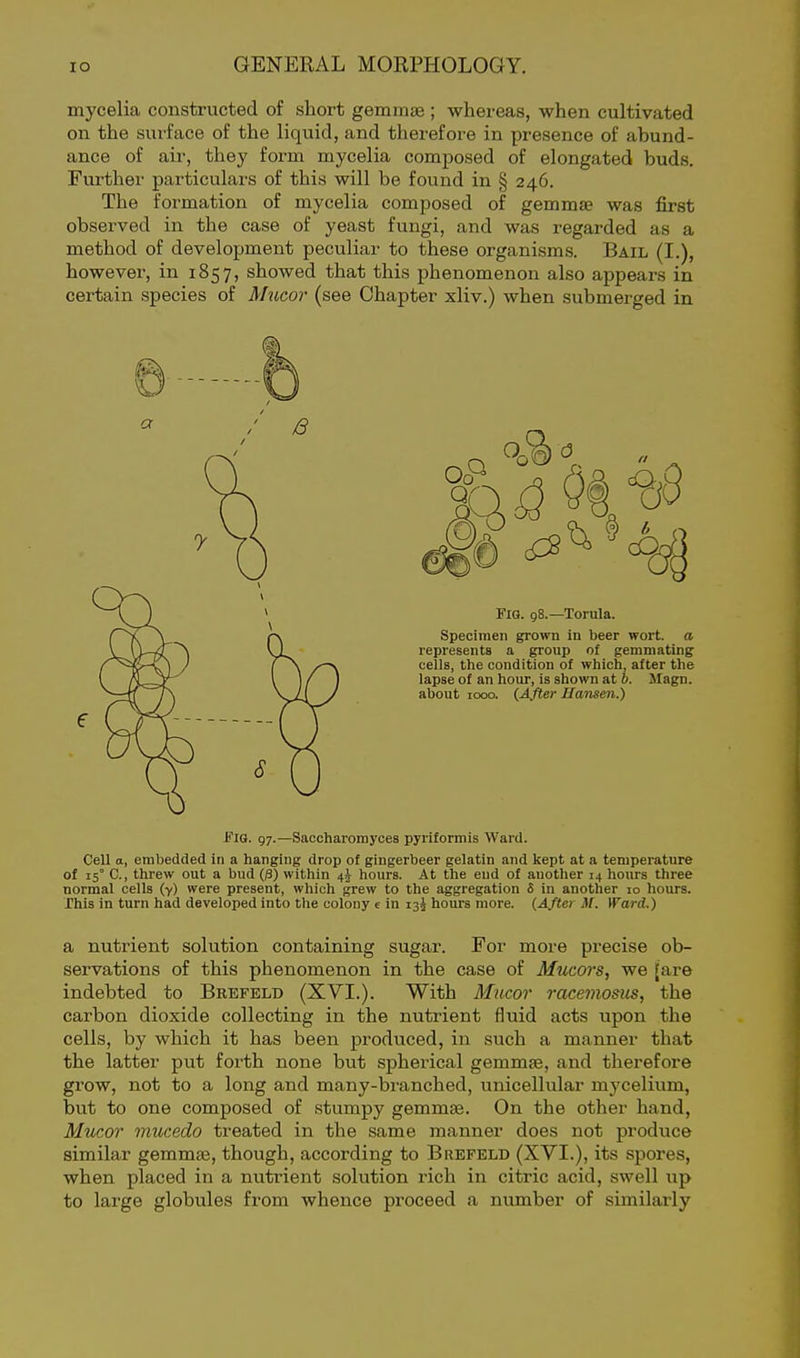 mycelia constructed of short gemmas ; whereas, when cultivated on the surface of the liquid, and therefore in presence of abund- ance of air, they form mycelia composed of elongated buds. Further particulars of this will be found in § 246. The formation of mycelia composed of gemmae was first observed in the case of yeast fungi, and was regarded as a method of development peculiar to these organisms. Bail (I.), however, in 1857, showed that this phenomenon also appears in certain species of Mucor (see Chapter xliv.) when submerged in Fig. 97.—Saccharomyces pyriformis Ward. Cell a, embedded in a hanging drop of gingerbeer gelatin and kept at a temperature of 15° C, threw out a bud O) within 4^ hours. At the end of another 14 hours three normal cells (y) were present, which grew to the aggregation S in another 10 hours. This in turn had developed into the colony e in 13^ hours more. {After M. Ward.) a nutrient solution containing sugar. For more precise ob- servations of this phenomenon in the case of Mucors, we [are indebted to Brefeld (XVI.). With Mucor raceinosus, the carbon dioxide collecting in the nutrient fluid acts upon the cells, by which it has been produced, in such a manner that the latter put forth none but spherical gemmae, and therefore grow, not to a long and many-branched, unicellular mycelium, but to one composed of stumpy gemmae. On the other hand, Mucor nmcedo treated in the same manner does not produce similar gemmaj, though, according to Brefeld (XVI.), its spores, when placed in a nutrient solution rich in citric acid, swell up to large globules from whence proceed a number of similarly