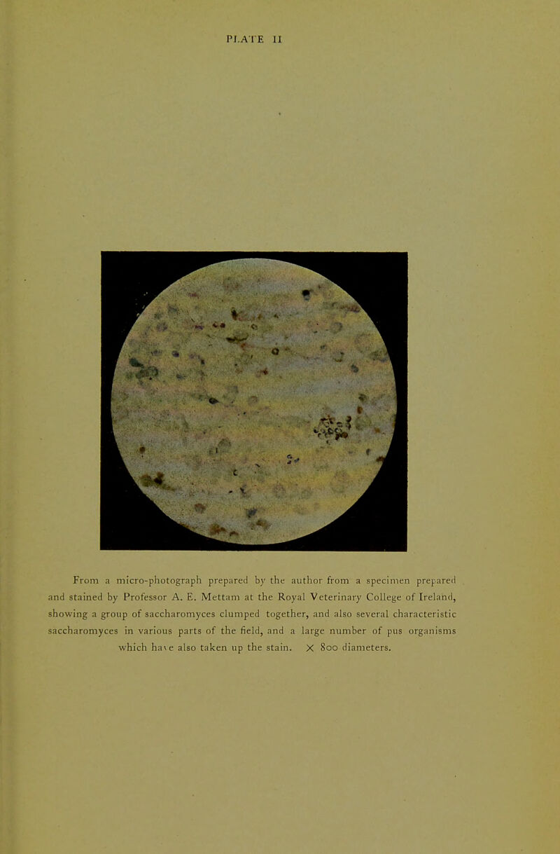 From a micro-photograph prepared by the author from a specimen prepared and stained by Professor A. E. Mettam at the Royal Veterinary College of Ireland, showing a group of saccharomyces clumped together, and also several characteristic saccharomyces in various parts of the field, and a large number of pus organisms which have also taken up the stain. X 800 diameters.