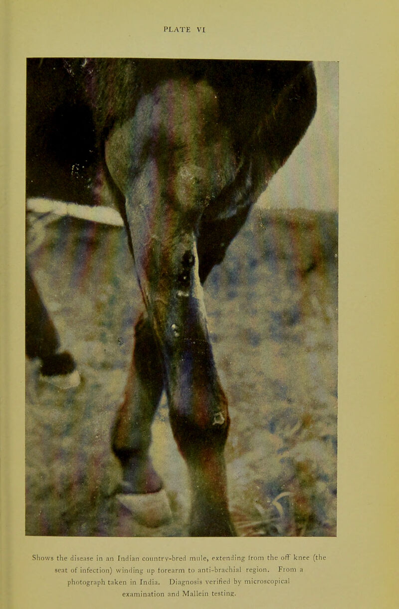 Shows the disease in an Indian coiintrv-breH mule, extending Ironi the off knee (the seat of infection) windini; up forearm to anti-brachial region. From a photograph taken in India. Diagnosis verified by microscopical examination and Mallein testing.