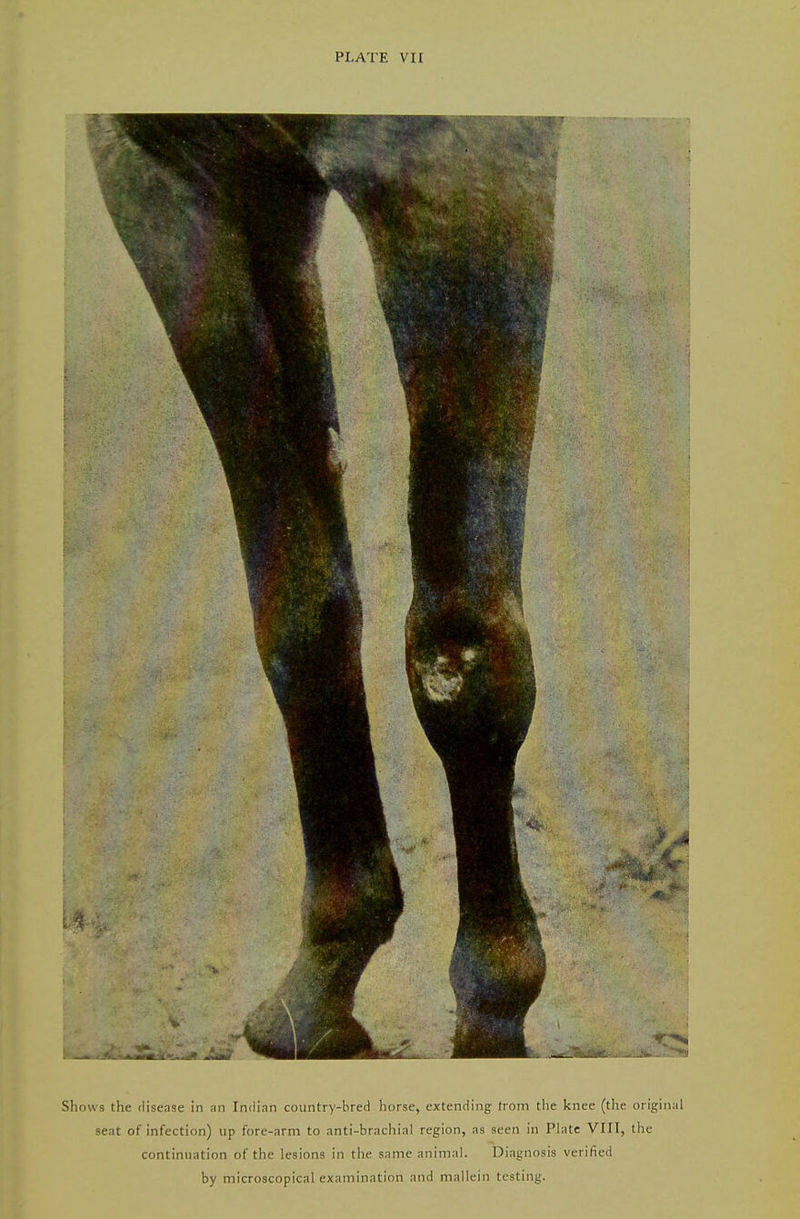 Shows the disease in ;in Indian country-bred horse, extending from the knee (the original seat of infection) up fore-arm to anti-brachial region, as seen in Plate VIII, the continuation of the lesions in the same animal. Diagnosis verified by microscopical examination and mallein testing.