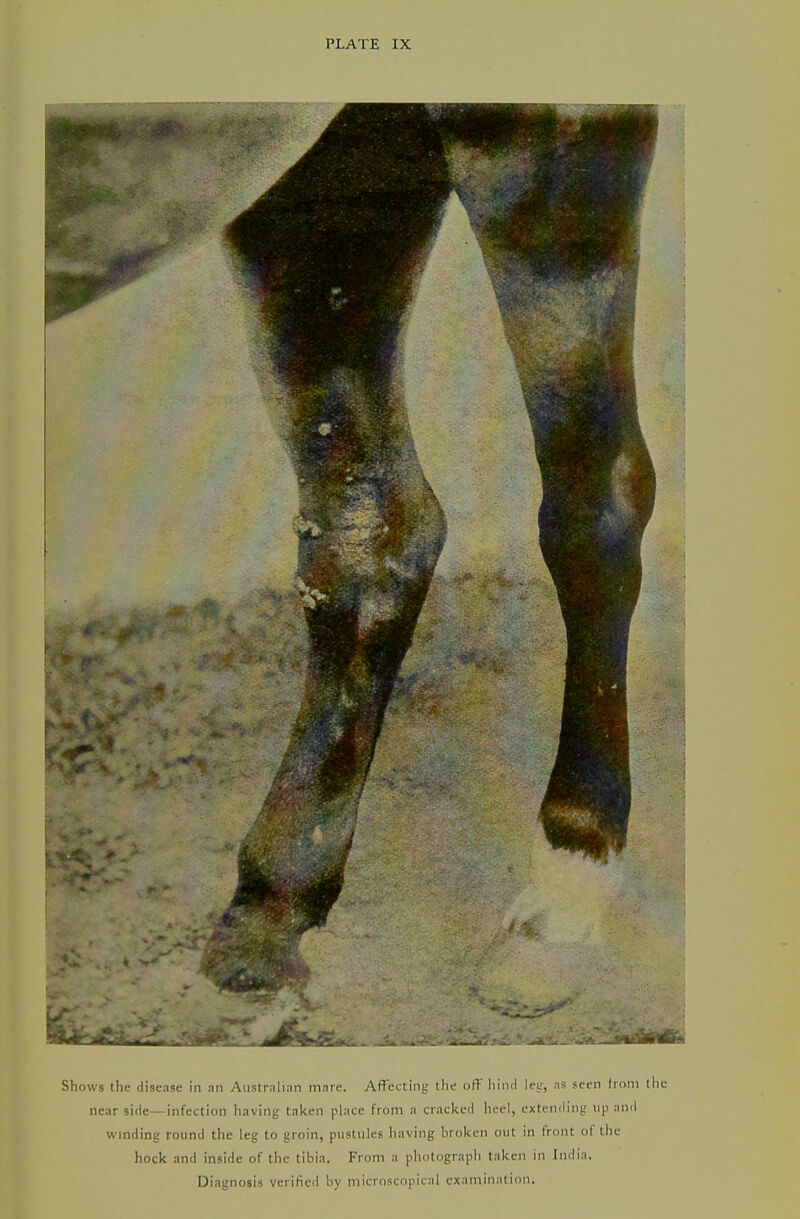 Shows the disease in an Aiistralran mare. Affecting the off hind ley, as scon (roni tlie near side—infection having taken place from a cracked heel, extending up and wmding round the leg to groin, piistnles having broken out in front of tiie hock and inside of the tibia. From a photograph taken in India. Diagnosis verified by niicroscopical examination.