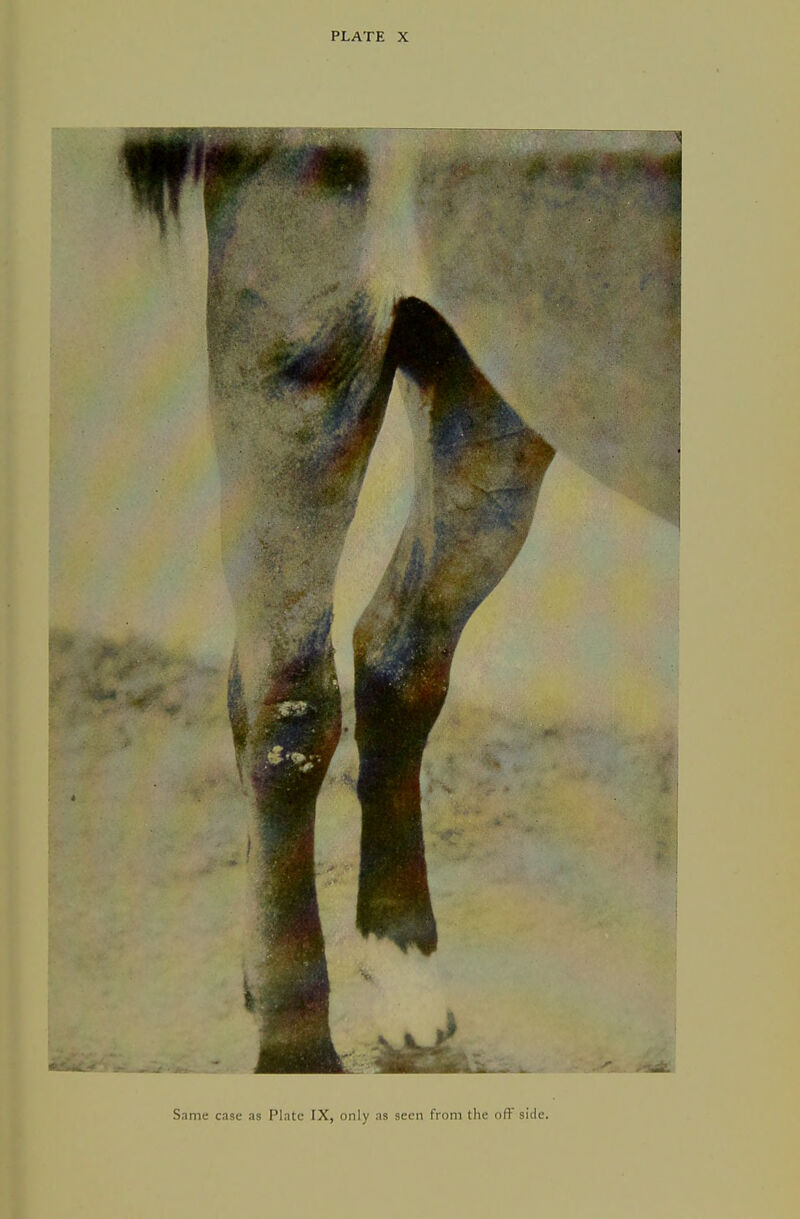 Same case as Plate IX, only as seen from the oft side.