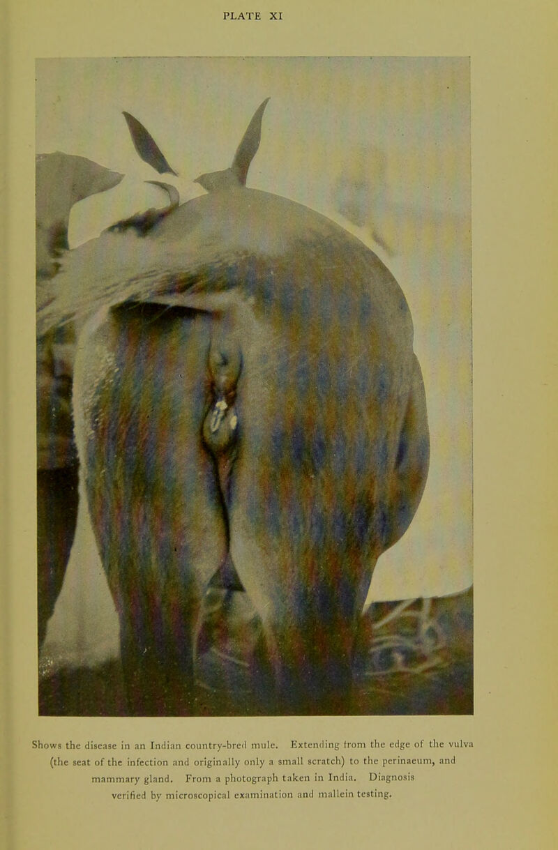 Shows the disease in an Indian coiintry-brcd mule. Extending from the edge of the vulva (the seat of the infection and originally only a small scratch) to the perinaeum, and mammary gland. From a photograph taken in India. Diagnosis verified by microscopical examination and mallcin testing.