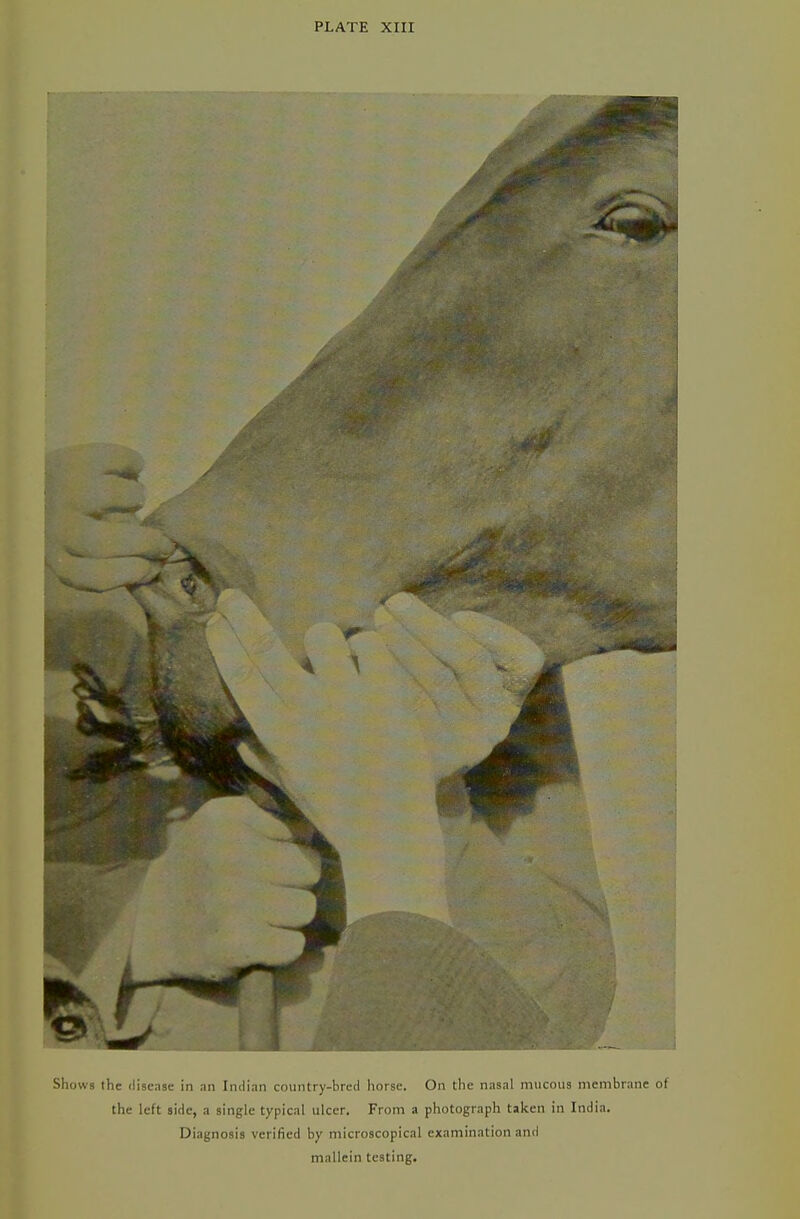 Shows the disease in an Indian country-bred horse. On the nasal mucous membrane of the left side, a single typical ulcer. From a photograph taken in India. Diagnosis verified by microscopical examination and mallein testing.