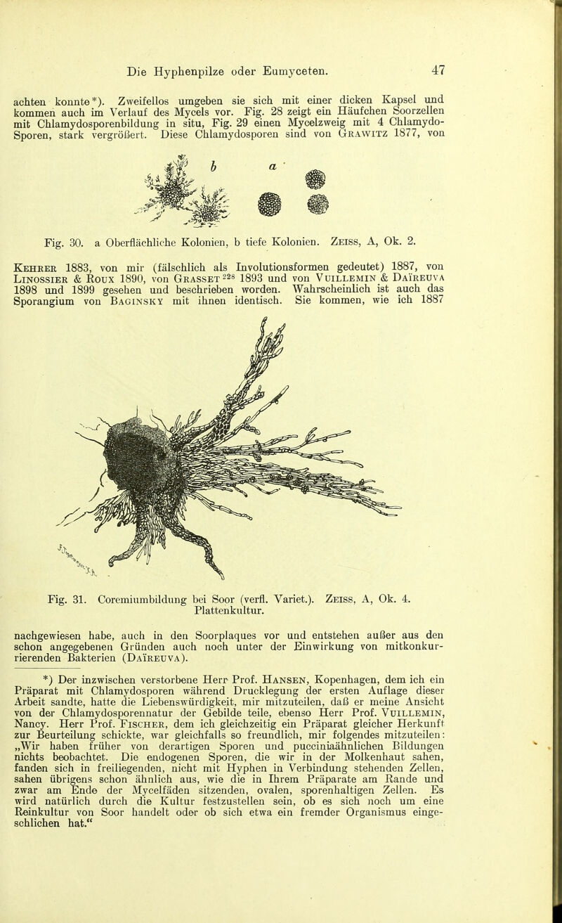 achten konnte*). Zweifellos umgeben sie sich mit einer dicken Kapsel und kommen auch im Verlauf des Mycels vor. Fig. 28 zeigt ein Häufchen Soorzellen mit Chlamydosporenbildung in situ, Fig. 29 einen Mycelzweig mit 4 Chlamydo- Sporen, stark vergrößert, Diese Chlamydosporen sind von Grawitz 1877, von Fig. 30. a Oberflächliche Kolonien, b tiefe Kolonien. Zeiss, A, Ok. 2. Kehrer 1883, von mir (fälschlich als Involutionsformen gedeutet) 1887, von Linossier & Roux 1890, von Grasset228 1893 und von Vuillemin & Daireuva 1898 und 1899 gesehen und beschrieben worden. Wahrscheinlich ist auch das Sporangium von Baginsky mit ihnen identisch. Sie kommen, wie ich 1887 Fig. 31. Coremiumbildung bei Soor (verfl. Variet.). Zeiss, A, Ok. 4. Plattenkultur. nachgewiesen habe, auch in den Soorplaques vor und entstehen außer aus den schon angegebenen Gründen auch noch unter der Einwirkung von mitkonkur- rierenden Bakterien (Daireuva). *) Der inzwischen verstorbene Herr- Prof. Hansen, Kopenhagen, dem ich ein Präparat mit Chlamydosporen während Drucklegung der ersten Auflage dieser Arbeit sandte, hatte die Liebenswürdigkeit, mir mitzuteilen, daß er meine Ansicht von der Chlamydosporennatur der Gebilde teile, ebenso Herr Prof. Vuillemin, Nancy. Herr Prof. Fischer, dem ich gleichzeitig ein Präparat gleicher Herkunft zur Beurteilung schickte, war gleichfalls so freundlich, mir folgendes mitzuteilen: „Wir haben früher von derartigen Sporen und pucciniaähnlichen Bildungen nichts beobachtet. Die endogenen Sporen, die wir in der Molkenhaut sahen, fanden sich in freiliegenden, nicht mit Hyphen in Verbindung stehenden Zellen, sahen übrigens schon ähnlich aus, wie die in Ihrem Präparate am Rande und zwar am Ende der Mycelfäden sitzenden, ovalen, sporenhaltigen Zellen. Es wird natürlich durch die Kultur festzustellen sein, ob es sich noch um eine Reinkultur von Soor handelt oder ob sich etwa ein fremder Organismus einge- schlichen hat.