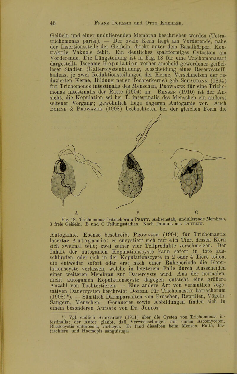 Geißeln und einer undulierenden Membran beschrieben worden (Tetra- trichomonas parisi). — Der ovale Kern liegt am Vorderende, nahe der Insertionsstelle der Geißeln, direkt unter dem Basalkörper. Kon- traktile Vakuole fehlt. Ein deutliches spaltförmiges Cytostom am Vorderende. Die Längsteilung ist in Fig. 18 ftir eine Trichomonasart dargestellt. Isogame Kopulation vorher amöboid gewordener geißel- loser Stadien (Gallertcystenbildung, Abscheidung eines Reservestoff- ballens, je zwei Eeduktionsteilungen der Kerne, Verschmelzen der re- duzierten Kerne, Bildung neuer Tochterkerne) gab Schaudinn (1894) für Trichomonos intestinalis des Menschen, Prowazek für eine Tricho- monas intestinalis der Ratte (1904) an. Bensen (1910) ist der An- sicht, die Kopulation sei bei T. intestinalis des Menschen ein äußerst seltener Vorgang; gewöhnlich liege dagegen Autogamie vor. Auch Bohne & Prowazek (1908) beobachteten bei der gleichen Form die Fig. 18. Trichomonas batrachorum Perty. Achsenstab, undulierende Membran, 3 freie Geißela. B und C Teilungsstadien. Nach Dobell aus DoFLEm. Autogamie. Ebenso beschreibt Prowazek (1904) für Trichomastix lacertae Autogamie: es encystiert sich nur ein Tier, dessen Kern sich zweimal teilt; zwei seiner vier Teilprodukte verschmelzen. Der Inhalt der autogamen Kopulationscyste kann sofort in toto aus- schlüpfen, oder sich in der Kopulationscyste in 2 oder 4 Tiere teilen, die entweder sofort oder erst nach einer Ruheperiode die Kopu- lationscyste verlassen, welche in letzterem Falle durch Ausscheiden einer weiteren Membran zur Dauercyste wird. Aus der normalen, nicht autogamen Kopulationscyste dagegen entsteht eine größere Anzahl von Tochtertieren. — Eine andere Art von vermutlich vege- tativen Dauercysten beschreibt Dobell für Trichomastix batrachorum (1908)*). — Sämtlich Darmparasiten von Fröschen, Reptilien, Vögeln, Säugern, Menschen. Genaueres sowie Abbildungen finden sich in einem besonderen Aufsatz von Dr. Jollos. *) Vgl. endlich Alexeieff (1911) über die Cysten von Trichomonas in- testinalis; der Autor glaubt, daß Verwechselungen mit einem Ascomyceten, Blastocystis enterocola, vorlagen. Er fand dieselben beim Mensch, Katte, Ba- trachiern und Haemopis sanguisuga. A B C