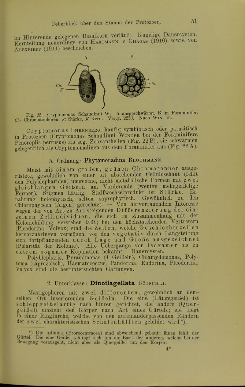 im Hinterende gelegenen Basalkorn verläuft. Kugelige Dauercysten. Kernteilung neuerdings von Hartmann & Chagas (1910) sowie von Alexeieff (1911) beschrieben. B Fie 22 Cryptomonas Schaiidinni W. A ausgeschwärmt, ß im Foraminifer. Chr Chromatoplioren, St Stärke, K Kern. Vergr. 2250. Nach Winter. Cryptomonas Ehrenberg, häufig symbiotisch oder parasitisch in Protozoen (Cryptomonas Schaudinni Winter bei der Porammifere Peneroplis pertusus) als sog. Zooxanthellen (Fig. 22 B); sie schwärmen gelegentlich als Cryptomonadinen aus dem Foraminifer aus (Fig. 22 A). 5. Ordnung: Phytomonadina Blochmann. Meist mit einem großen, grünen Chromatophor ausge- rüstete, gewöhnlich von einer oft abstehenden CeUulosehaut (fehlt den Polyblephariden) umgebene, nicht metabolische Formen mit zwei gleichlangen Geißeln am Vorderende (wenige mehrgeißelige Formen). Stigmen häufig. Stoff Wechselprodukt ist Stärke. Er- nährung holophytisch, selten saprophytisch. Gewöhnlich zu den Chlorophyceen (Algen) gerechnet. — Von hervorragendem Interesse wegen der von Art zu Art steigenden DifferenzieTung der ein- zelnen Zellindividuen, die sich im Zusammenhang mit der Koloniebildung verstehen läßt; bei den höchststehenden Vertretern (Pleodorina, Volvox) sind die Zellen, welche Geschlechtszellen hervorzubringen vermögen, vor den vegetativ durch Längsteiiung sich fortpflanzenden durch Lage und Größe ausgezeichnet (Polarität der Kolonie). Alle Uebergänge von isogamer bis zu extrem oogamer Kopulation bekannt. Dauercysten. Polyblepharis, Pyramimonas (4 Geißeln), Chlamydomonas, Poly- toma (saprozoisch), Haematococcus, Pandorina, Eudorina, Pleodorina, Volvox sind die bestuntersuohten Gattungen. 2. Unterklasse: Dinoflagellata Bütschli. Mastigophoren mit zwei differenten, gewöhnlich an dem- selben Ort inserierenden Geißeln. Die eine (Längsgeißel) ist schlepp geißelartig nach hinten gerichtet, die andere (Quer- geißel) umzieht den Körper nach Art eines Gürtels; sie liegt in einer Ringfurche, welche von den aufeinanderpassenden Rändern der zwei charakteristischen Schalenhälften gebildet wird*). *) Die Adinida (Prorocentracea) sind abweichend gebaut; ihnen fehlt der Gürtel. Die eine Geißel schlingt sich um die Basis der anderen, welche bei der Bewegung vorausgeht, nicht aber als Quergeißel um den Körper. 4*