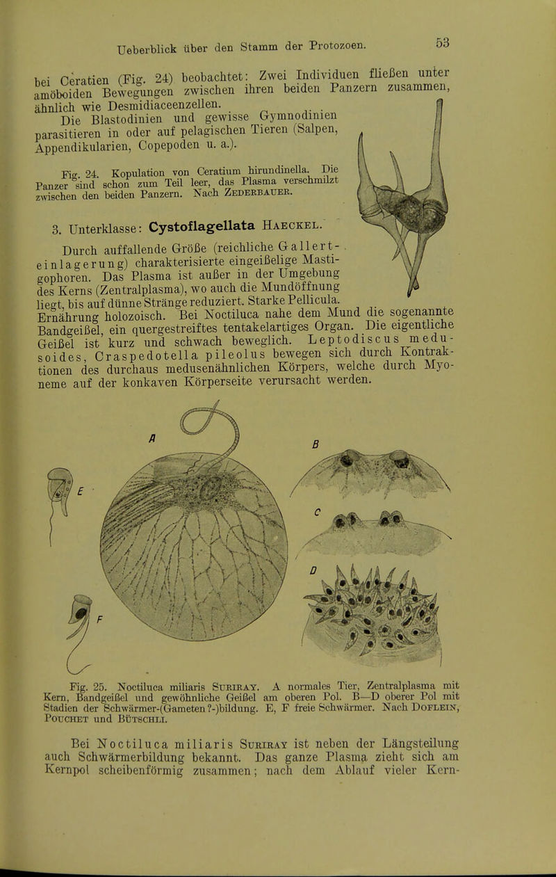 hPi Ceratien (Fig. 24) beobachtet: Zwei Individuen füeßen unter amöboiden Bewegungen zwisclien ihren beiden Panzern zusammen, ähnlich wie Desmidiaceenzellen. ^ • Die Blastodinien und gewisse Gymnodinien parasitieren in oder auf pelagischen Tieren (Salpen, Appendikularien, Copepoden u. a.). Fis 24 Kopulation von Ceratium hirundinella. Die Panzer sind'schon zum Teil leer, das Plasma verschmilzt Zöschen den beiden Panzern. Nach Zedeebauer. 3. Unterklasse: Cystoflagellata Haeckel. Durch auffallende Größe (reichliche Gallert- . einlagerung) charakterisierte eingeißelige Masti- gophoren. Das Plasma ist außer in der Umgebung des Kerns (Zentralplasma), wo auch die Mundöffnung liegt, bis auf dünne Stränge reduziert. Starke Pellicula. Ernährung holozoisch. Bei Noctiluca nahe dem Mund die sogenannte Bandgeißel, ein quergestreiftes tentakelartiges Organ. Die eigentliche Geißel ist kurz und schwach beweglich. Leptodiscus medu- soides, Craspedotella pileolus bewegen sich durch Kontrak- tionen des durchaus medusenähnlichen Körpers, welche durch Myo- neme auf der konkaven Körperseite verursacht werden. A I ii K 'V//I II Fig. 25. Noctiluca miliaris Suriray. A normales Tier, Zentralplasma mit Kern, Bandgeißel und gewöhnliche Geißel am oberen Pol. B—D oberer Pol mit Stadien der 8chwärmer-(Gameten ?-)büdung. E, F freie Schwärmer. Nach Doflein, PotrcHET und Bütschu. Bei Noctiluca miliaris Suriray ist neben der Längsteilimg auch Schwärmerbildung bekannt. Das ganze Plasma zieht sich am Kernpol scheibenförmig zusammen; nach dem Ablauf vieler Kern-