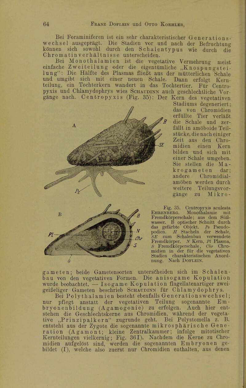 Bei Foraminiferen ist ein sehr cliai-akteristischer Generations- wechsel ausgeprägt. Die Stadien vor und nach der Befruchtung können sich sowohl durch den Schalentypus wie durch die Chromatin Verhältnisse unterscheiden. Bei Monothalamien ist die vegetative Vermehrung meist einfache Zweiteilung oder die eigentümliche ,,Knospungstei- lung: Die Hälfte des Plasmas fließt aus der mütterlichen Schale und umgibt sich mit einer neuen Schale. Dann erfolgt Kern- teilung, ein Tochterkem wandert in das Tochtertier. Für Centro- pyxis und Chlamydophrys wies Schaudinn auch geschlechtliche Vor- gänge nach. Centropyxis (Fig. 35): Der Kern des vegetativen Stadiums degeneriert; das von Chromidien erfüllte Tier verläßt die Schale und zer- fällt in amöboide Teil- stücke, die nach einiger Zeit aus den Chro- midien einen Kern bilden und sich mit einer Schale umgeben. Sie stellen die Ma- krogameten dar; andere Chromidial- amöben werden durch weitere Teilungsvor- gänge zu M i k r 0 - Fig. 35. Centropyxis aculeata Ehrenberg. Monotnalamie mit Fremdkörperschale; aus dem Süi3- wasser. B optischer Schnitt durch das gefärbte Objekt. Ps Pseudo- podien. H Btachehi der iSchale, SE zum Schalenbau verwendete Fremdkörper. N Kern, PI Plasma, 8 Fremdkörperschale, Chr Chro- midien in der für die vegetativen Stadien charakteristischen Anord- nung. Nach Doflein. gameten; beide Gametensorten unters6heiden sich im Schalen- bau von den vegetativen Formen. Die anisogame Kopulation wurde beobachtet. — Isogame Kopulation flagellatenartiger zwei- geißeliger Gameten beschrieb Schaudinn für Chlamydophrys. Bei Poly thalamien besteht ebenfalls Generationswechsel; nur pflegt anstatt der vegetativen Teilung sogenannte Em- bryonenbildung (Agamogonie) zu erfolgen. Auch hier ent- stehen die Geschlechtskerne aus Chromidien, während der vegeta- tive „Prinzipalkern zugrunde geht. Bei Polystomella z. B. entsteht aus der Zygote die sogenannte mikrosphärische Gene- ration (Agamont; kleine Zentralkammer; infolge mitotischer Kernteilungen vielkernig; Fig. 361). Nachdem die Kerne zu Chro- midien aufgelöst sind, werden die sogenannten Embryonen ge- bildet (I), welche also zuerst nur Chromidien enthalten, aus denen