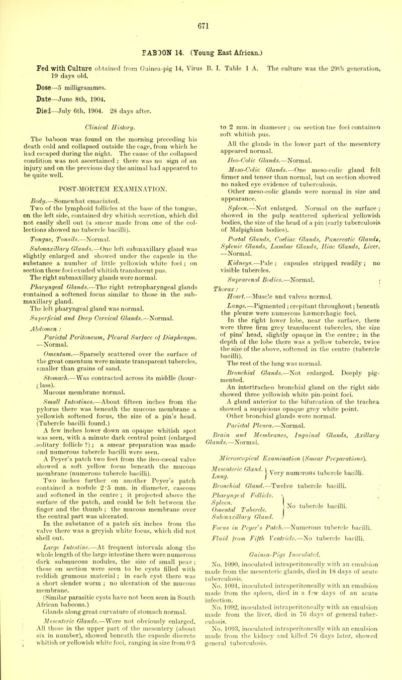 PAB30N 14. (Young East African.) Fed with Culture obtained from Guinea-pig 14, Viras B. I. Table 1 A. The culture was the 29th generation, 19 days old. Dose—5 milligrammes. Date—June 8th, 1904. Died—July 6th, 1904. 28 days after. Clinical History. The baboon was found on the morning preceding his death cold and collapsed outside the cage, from which he had escaped during the night. The cause of the collapsed condition was not ascertained ; there was no sign of an injury and on the previous day the animal had ajjpeared to be quite well. POST-MORTEM EXAMINATION. Body.—Somewhat emaciated. Two of the lymphoid follicles at the base of the tongue, on the left side, contained dry whitish secretion, which did not easily shell out (a smear made from one of the col- lections showed no tubercle bacilli). Tongue, Tonsils.—Normal. Submaxillary Glands.—One left submaxillai-y gland was slightly enlarged and .showed under the capsule in the substance a number of little yellowish white foci ; on section these foci exuded whitish translucent pus. The right submaxillary glands were normal. Pharyngeal Glands.—The right retropharyngeal glands contained a softened focus similar to those in the sub- maxillary gland. The left pharyngeal gland was normal. Superficial and Deep Cervical Glands.—Normal. Abdomen : Parietal Peritoneum, Pleural Surface of Diaphragm. —Normal. Omentum.—Sparsely scattered over the surface of the great omentum were minute transparent tubercles, smaller than grains of sand. Stomach.—Was contracted across its middle (hour- flass). Mucous membrane normal. Small Intestines.—About fifteen inches from the pylorus there was beneath the mucous membrane a yellowish softened focus, the size of a pin's head. (Tubercle bacilli found.) A few inches lower down an opaque whitish spot was seen, with a minute dark central point (enlarged solitary follicle ?) ; a smear preparation was made and numerous tubercle bacilli were seen. A Peyer's patch two feet from the ileo-caecal valve showed a soft yellow focus beneath the mucous membrane (numerous tubercle bacilli). Two inches further on another Peyer's patch contained a nodule 25 mm. in diameter, caseous and softened in the centre ; it projected above the surface of the patch, and could be felt between the finger and the thumb ; the mucous membrane over the central part was ulcerated. In the substance of a patch six inches from the valve there was a greyish white focus, which did not shell out. Large Intestine.—At frequent intervals along the whole length of the large intestine there were numerous dark submucous nodules, the size of small peas ; these on section were seen to be cysts filled with reddish grumous material; in each cyst there was a short slender worm ; no ulceration of the mucous membrane. (Similar parasitic cysts have not been seen in South African baboons.) Glands along great curvature of stomach normal. Mesenteric Glands.—Were not obviously enlarged. All those in the upper j^art of the mesentery (about six in number), showed beneath the cajjsule discrete whitish or yellowish white foci, ranging in size from 05 to 2 mm. in diameter; on section trie foci containea soft whitish pus. All the glands in the lower part of the mesentery appeared normal. Ileo-Colic Glands.—Normal. Meso-Colic Glands.—One meso-colic gland felt firmer and tenser than normal, but on .section showed no naked eye evidence of tuberculosis. Other meso-colic glands were normal in size and appearance. Spleen.—Not enlarged. Normal on the surface ; showed in the pulp scattered spherical yellowish bodies, the size of the head of a pin (early tuberculosis of Malpighian bodies). Portal Glands, Coeliac Glands, Pancreatic Glandt, Splenic Glands, Lumbar Glands, Iliac Glands, Liver. —Normal. capsules stripped readily ; no Kidneys.—Pale ; visible tubercles. Suprarenal Bodies.-—Normal. Thorax : Heart.—Musc!e and valves normal. •3 Lungs.—Pigmented ; crepitant throughout; beneath the pleura? were numerous ha;morihagic foci. In the right lower lobe, near the surface, there were three firm grey translucent tubercles, the size of pins' head, slightly opaque in the centre; in the depth of the lobe there was a yellow tubercle, twice the size of the above, softened in the centre (tubercle bacilli). The rest of the lung was normal. Bronchial Glands.—Not enlarged. Deeply pig- mented. An intertracheo bronchial gland on the right side showed three yellowish white pin-point foci. A gland anterior to the bifurcation of the trachea showed a suspicious opac[ue grey white point. Other bronchial glands were normal. Parietal Pleura.—-Normal. Brain Glands.- and Membranes, -Normal. Inguinal Glands, Axillary Microscopical Examination {Smear Preparations). Mesenteric Gland. \ „ . . i i -n- j^y^^g j- Very numerous tubercle bacuu. Bronchial Gland.—Twelve tubercle bacilli. Pharyngexl Follicle. \ Spleen. \ Nq tubercle bacilli. Omental Tubercle. j Submixillary Gland. ) Focus in Peyers Patch.—Numerous tubercle bacilli. Fluid from. Fifth Ventricle.—No tubercle bacilli. Guinea-Pigs Inocxdated. No. 1090, inoculated intraperitoneally with an emulsion made from the mesenteric glands, died in 18 days of acute tuberculosis. No. 1091, inoculated intraperitoneally with an emulsion made from the spleen, died in a f.'w days of an acute infection. No. 1092, inoculated intraperitoneally with an emulsion made from the liver, died in 7G days of general tuber- culosis. No. 109.3, inoculated intraperitoneally with an emulsion made from the kidney and killed 76 days later, showed general tuberculosis.