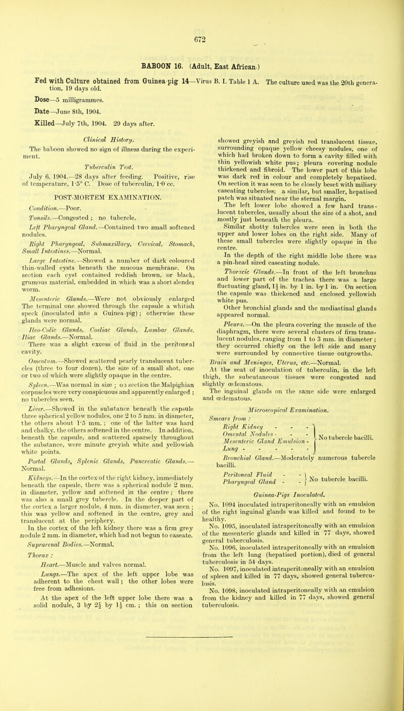 BABOON 16. (Adult, East African.) Fed with Culture obtained from Guinea-pig 14—Virus B. I. Table 1 A. The culture used was the 20th genera- tion, 19 days old. Dose—5 railligrammes. Date—June 8th, 1904. Killed—July 7th, 1904. 29 days after. Clinical History. The baboon showed no sign of illness during the experi- ment. Tuberculin Test. July 6, 1904.—28 days after feeding. Positive, rise of temperature, 1'5° C. Dose of tuberculin, I'O cc. POST-MORTEM EXAMINATION. Condition. —Poor. Tonsils.—Congested no tubercle. Left Pharyngeal Gland.—Contained two small softened nodules. Riglit Pharyngeal, Submaxillary, Cervical, Stomach, Small Intestines.—^Normal. Large Intestine.—Showed a number of dark coloured thin-walled cysts beneath the mucous membrane. On section each cyst contained reddish brown, or black, gnimous material, embedded in which was a short slendei worm. Mesenteric Glands.—Were not obviously enlarged The terminal one showed through the capsule a whitish speck (inoculated into a Guinea-pig); otherwise these glands were normal. Ileo-Colic Glands, Coeliac Glands, Lumbar Glands, Iliac Glands.—Normal. There was a slight excess of fluid in the peritoneal cavity. Omentum.—Showed scattered pearly translucent tuber- cles (three to four dozen), the size of a small shot, one or two of which were slightly opaque in the centre. Spleen.—Was normal in size ; on section the Malpighian corpuscles were very conspicuous and apparently enlarged ; no tubercles seen. Liver.—Showed in the substance beneath the capsule three spherical yellow nodules, one 2 to 5 mm. in diameter, the others about 1'5 mm. ; one of the latter was hard and chalky, the others softened in the centre. In addition, beneath the capsule, and scattered sparsely throughout the substance, were minute greyish white and yellowish white points. Portal Glands, Splenic Glands, Pancreatic Glands.— Normal. Kidneys.—In the cortex of the right kidney, immediately beneath the capsule, there was a spherical nodule 2 mm. in diameter, yellow and softened in the centre ; there was also a small grey tubercle. In the deeper part of the cortex a larger nodule, 4 mm. in diameter, was seen ; this was yellow and softened in the centre, grey and translucent at the periphery. In the cortex of the left kidney there was a firm grey nodule 2 mm. in diameter, which had not begun to caseate. Suprarenal Bodies.—Normal. Thorax : Heart.—Muscle and valves normal. Lungs.—The apex of the left upper lobe was adherent to the chest wall; the other lobes were free from adhesions. At the apex of the left upper lobe there was a solid nodule, 3 by 2J by I J cm. ; this on section showea greyish and greyish red translucent tissue, surrounding opaque yellow cheesy nodules, one of which had broken down to form a cavity filled with thin yellowish white pus; pleura covering nodule thickened and fibroid. The lower part of this lobe was dark red in colour and completely hepatised. On section it was seen to be closely beset with miliary caseating tubercles; a similar, but smaller, hepatised patch was situated near the sternal margin. The left lower lobe showed a few hard trans- lucent tubercles, usually about the size of a shot, and mostly just beneath the pleura. Similar shotty tubercles were seen in both the upper and lower lobes on the right side. Many of these small tubercles were slightly opaque in the centre. In the depth of the right middle lobe there was a pin-head sized caseating nodule. Thoracic Glands.—In front of the left bronchus and lower part of the trachea there was a large fluctuating gland, l|in. by 1 in. by 1 in. On section the capsule was thickened and enclosed yellowish white pus. Other bronchial glands and the mediastinal glands appeared normal. Pleura. —On the pleura covering the muscle of the diaphragm, there were several clusters of firm trans- lucent nodules, ranging from 1 to 3 mm. in diameter ; they occurred chiefly on the left side and many were surrounded by connective tissue outgrowths. Brain and Meninges, Uterus, etc.—Normal. At the seat of inoculation of tuberculin, in the left thigh, the subcutaneous tissues were congested and slightly ceiematous. The inguinal glands on the same side were enlarged and oedematous. Microscopical Examination. Smears from : Right Kidney Omental Nodules - Mesenteric Gland Emulsion ■ Lung . . . - Bronchial Gland.—Moderately numerous tubercle bacilli. Peritoneal Fluid Pharyngeal Gland - . No tubercle bacilli. No tubercle bacilli. Guinea-Pigs Inoculated. No. 1094 inoculated intraperitoneally with an emulsion of the right inguinal glands was killed and found to be healthy. No. 1095, inoculated intraperitoneally with an emulsion of the mesenteric glands and killed in 77 days, showed general tuberculosis. No. 1096, inoculated intraperitoneally with an emulsion from the left lung (hepatised portion), died of general tuberculosis in 54 days. No. 1097, inoculated intraperitoneally with an emulsion of spleen and killed in 77 days, showed general tubercu- losis. No. 1098, inoculated intraperitoneally with an emulsion from the kidney and killed in 77 days, showed general tuberculosis.